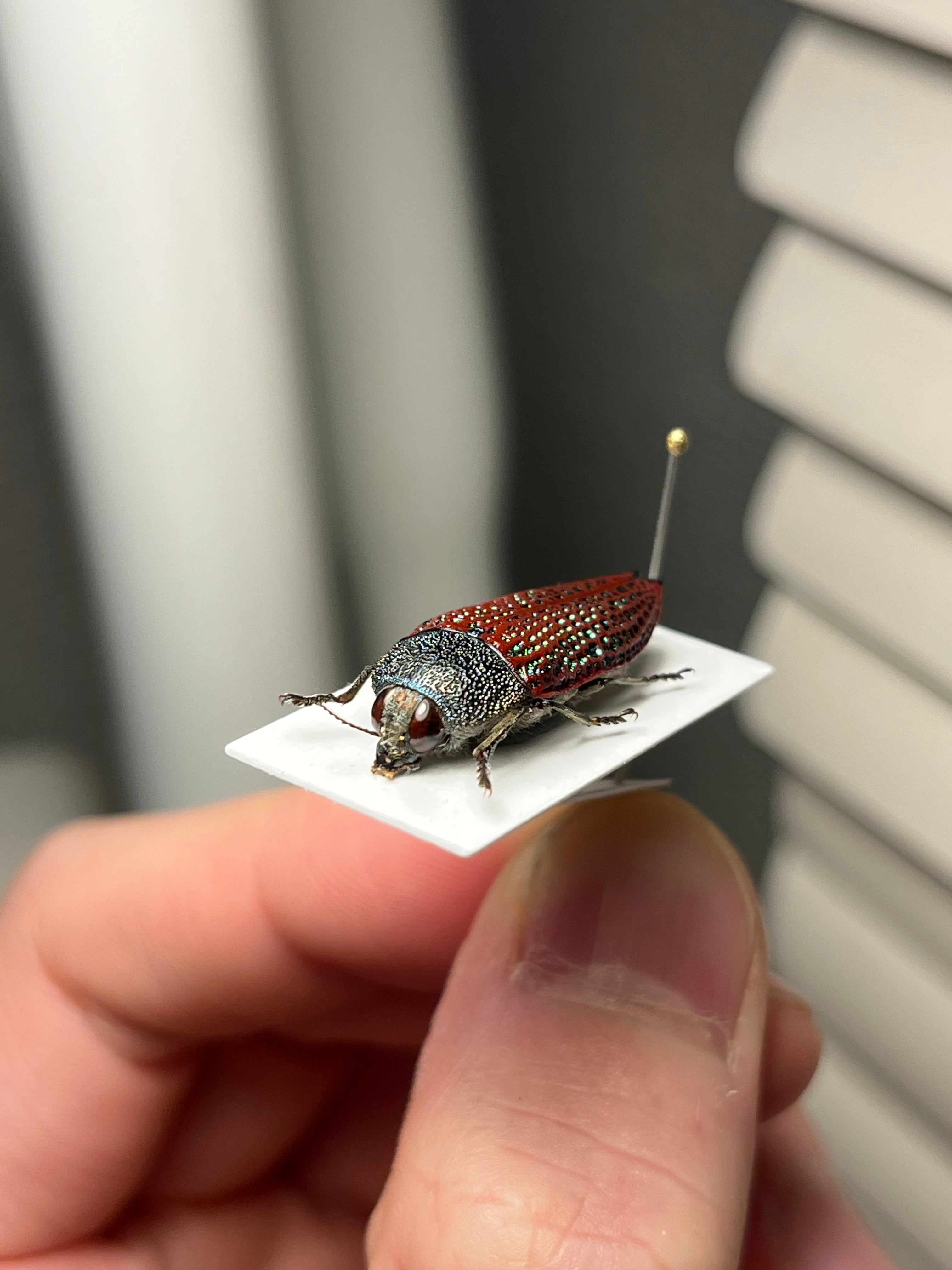 23mm】キラキラアラメムカシタマムシ 昆虫標本 標本 甲虫 カミキリ