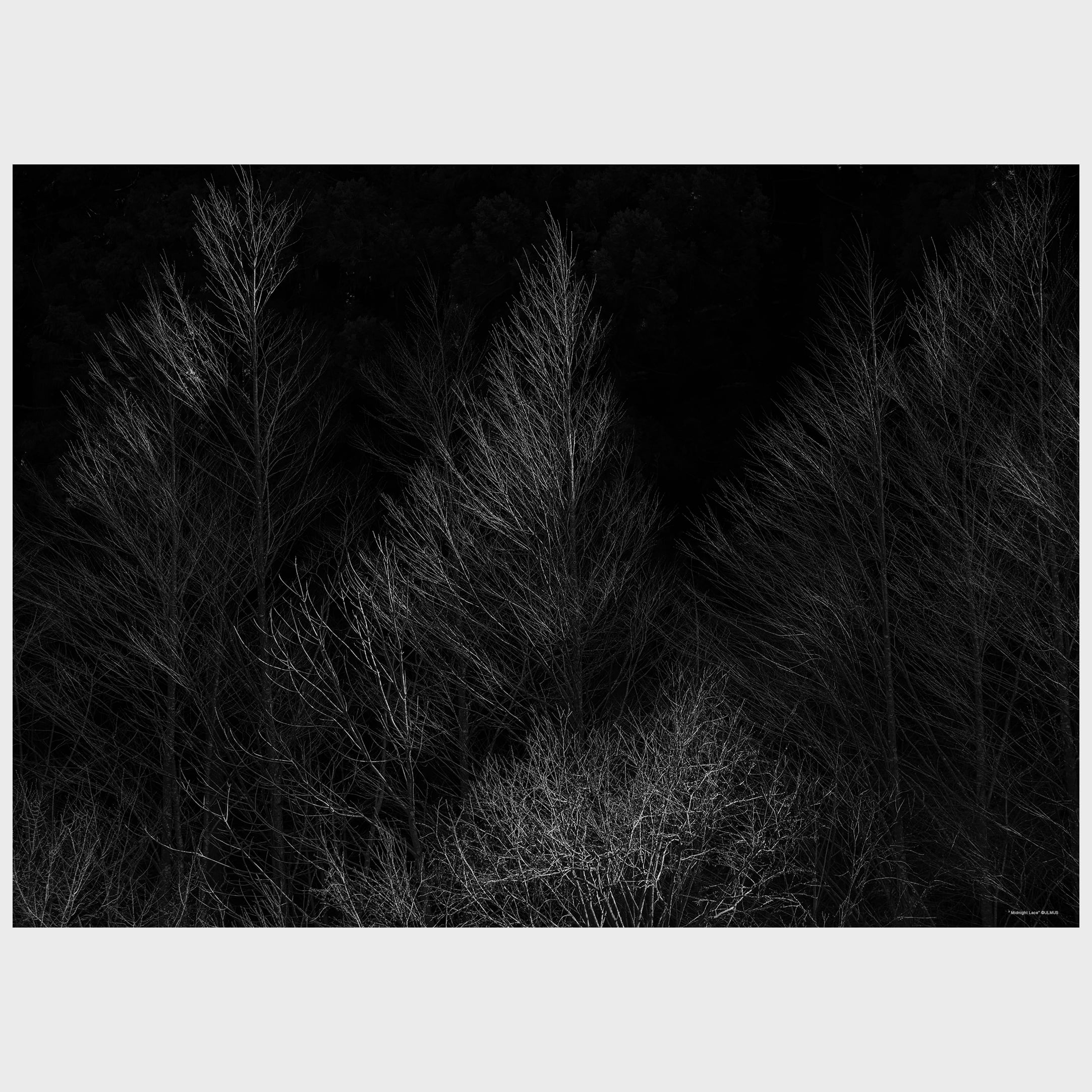 "Midnight Lace" 真夜中のレース