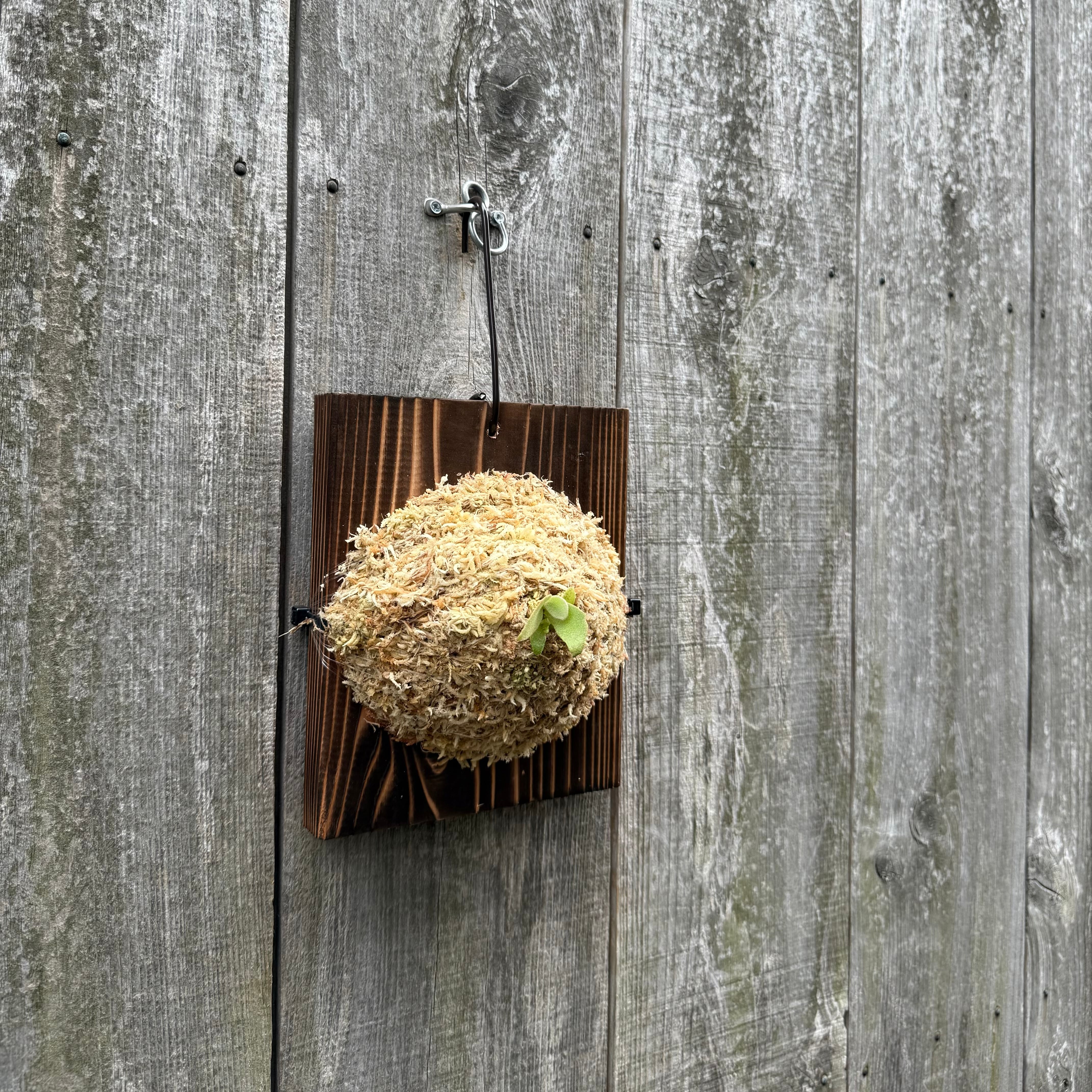 P.Triceratops (三角龍) pup | naturefix