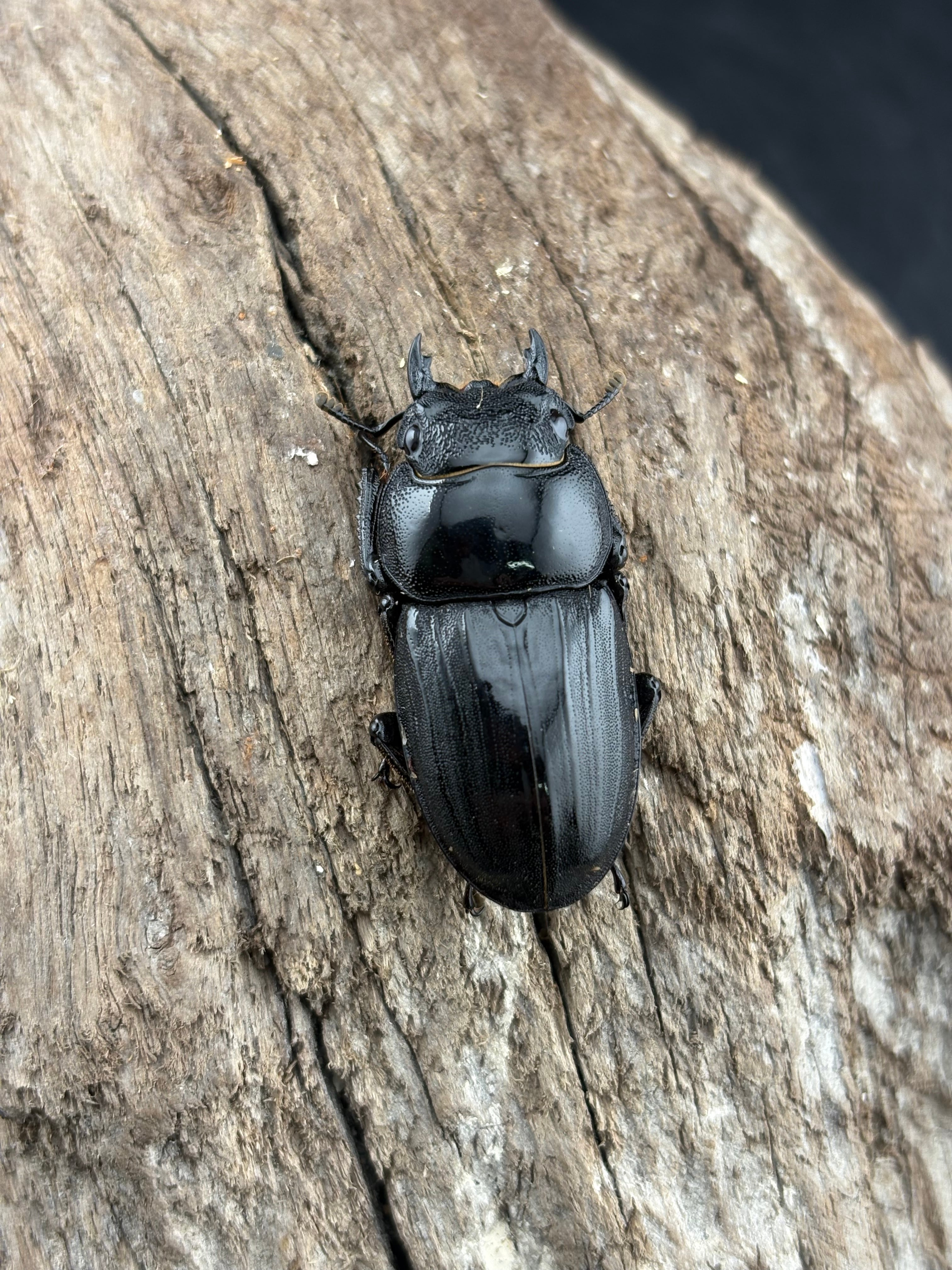 超特大70mm 野外品 アマミヒラタクワガタ♂ 稀少【特大】 アマミ