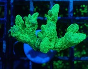 Hydnopora 1