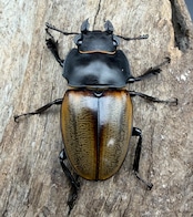 【WD】《キルヒナーツヤクワガタ 大歯 66mm ペア》