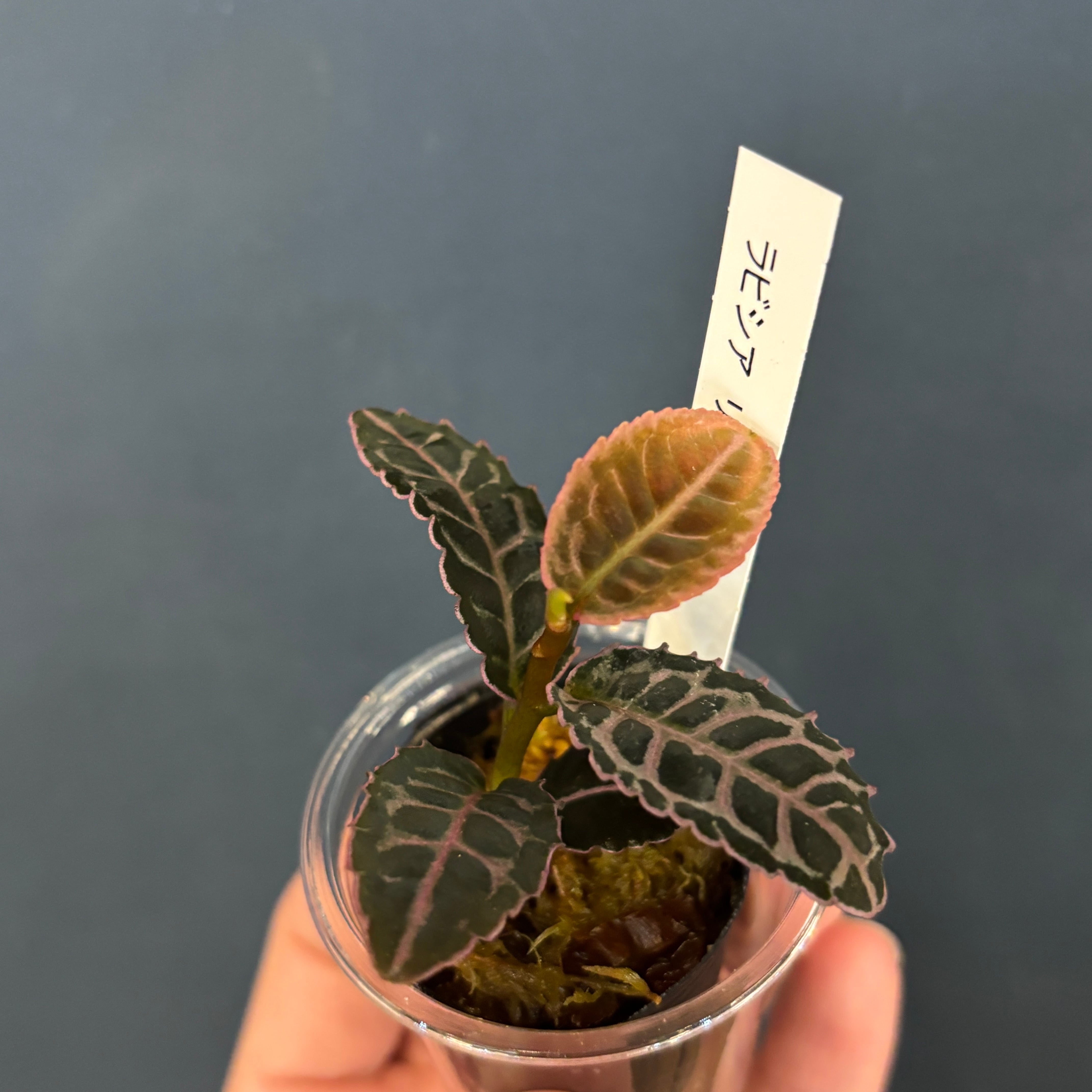 【値下げしました】アムネシア　ウキョウ　カラコレ・ラバスト×135 ネメシア・ニモ「ラズベリーバイカラー」(3.5号ポット)