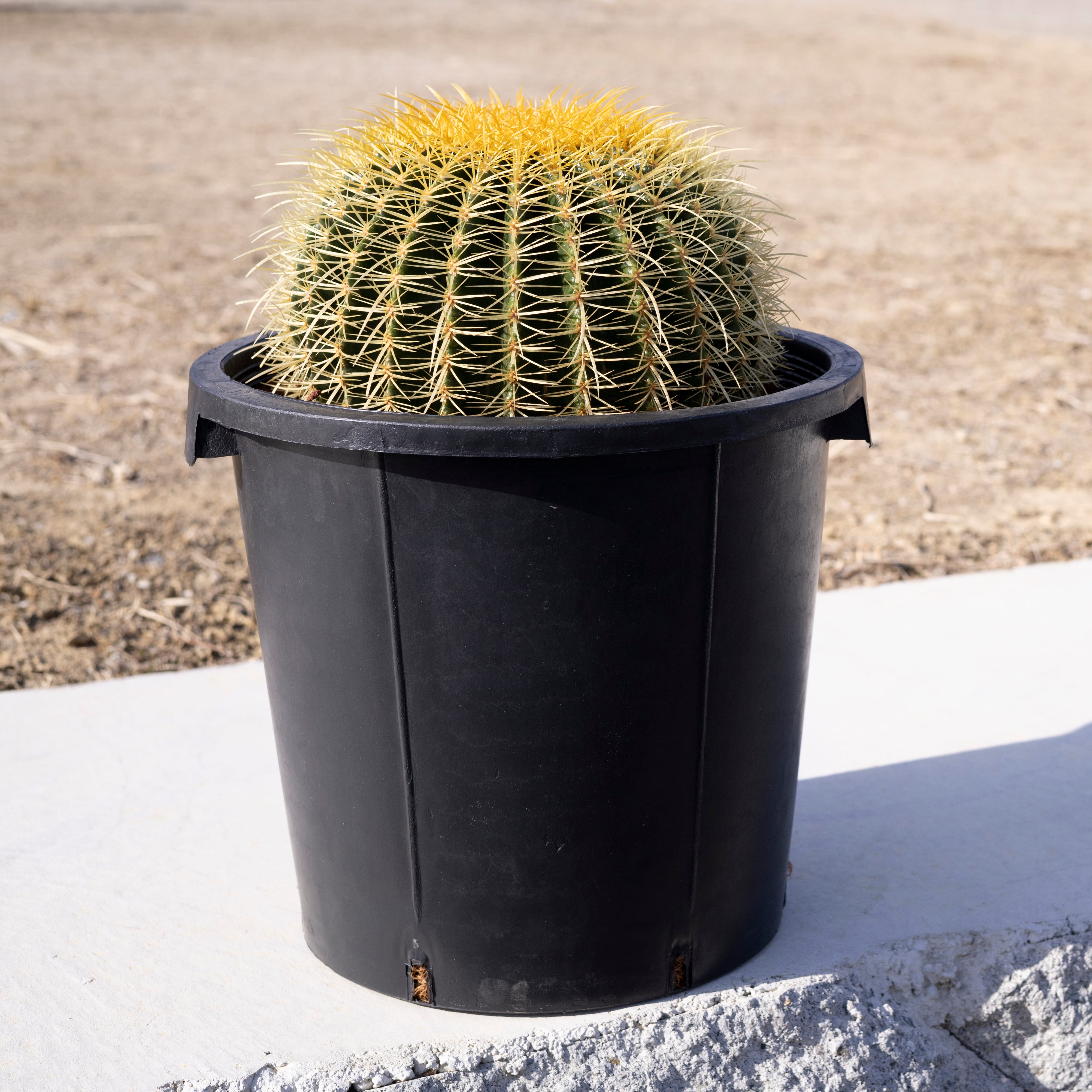 金鯱 サボテン Kinsyachi Echinocactus grusonii 特大 12号 ナーセリー