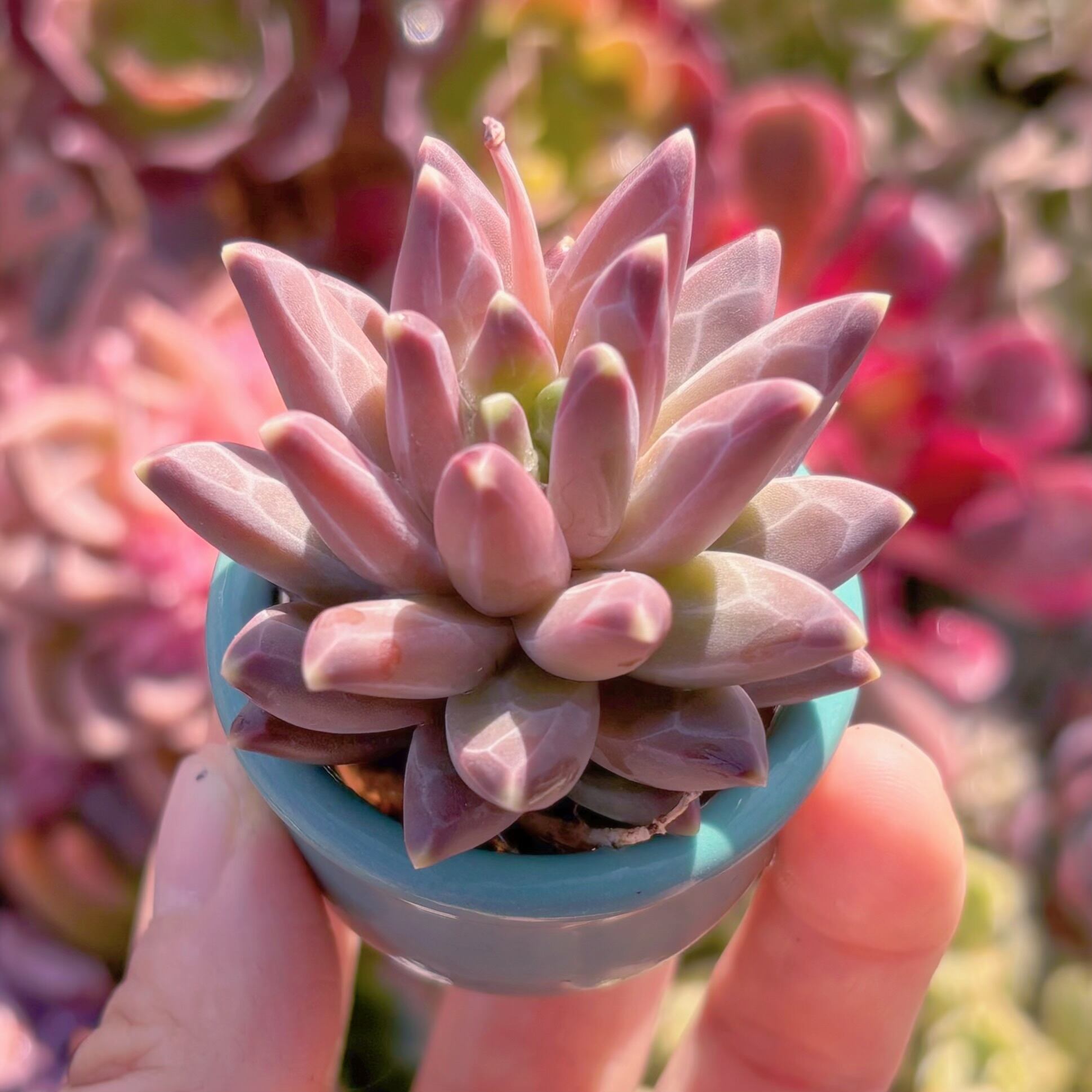 多肉植物 グラウカ 新入荷 るる農園 | るる農園~多肉植物専門