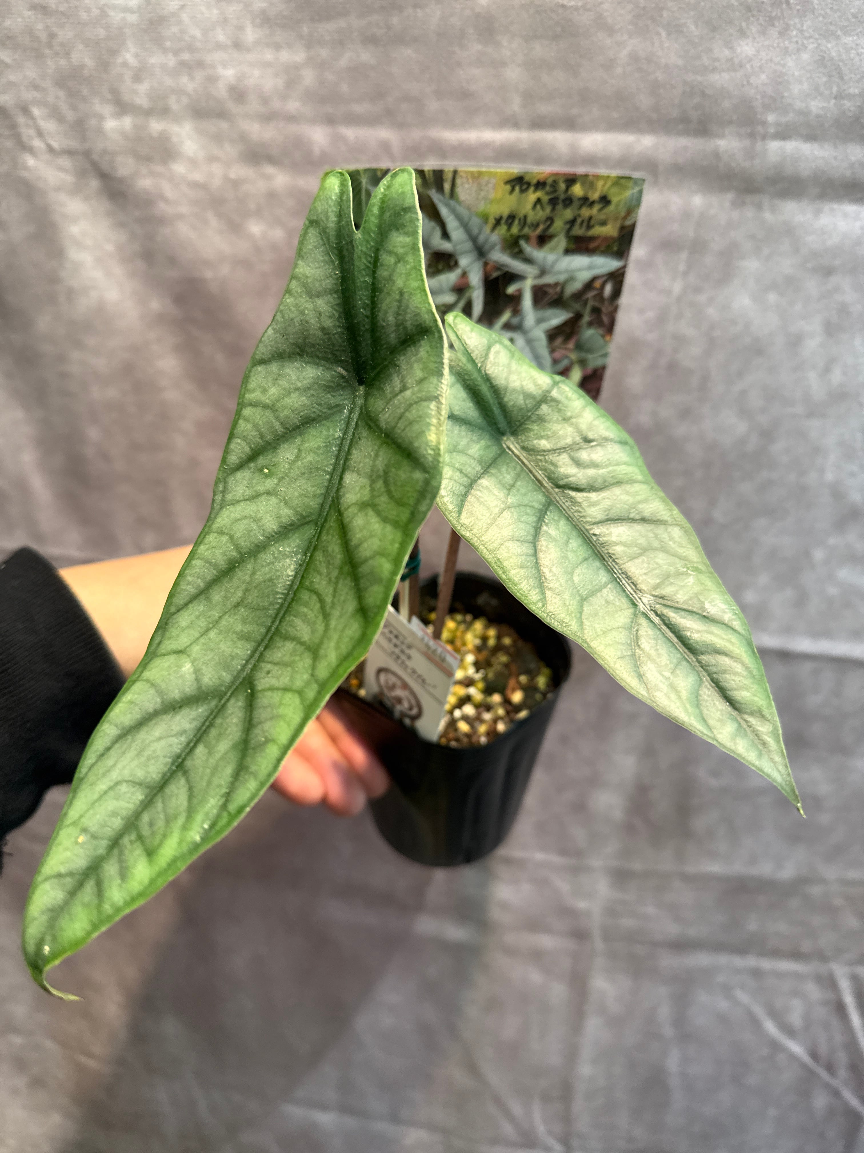 アロカシア ヘテロフィラ 'metallic blue' | Gardenえん 【観葉熱帯植物】
