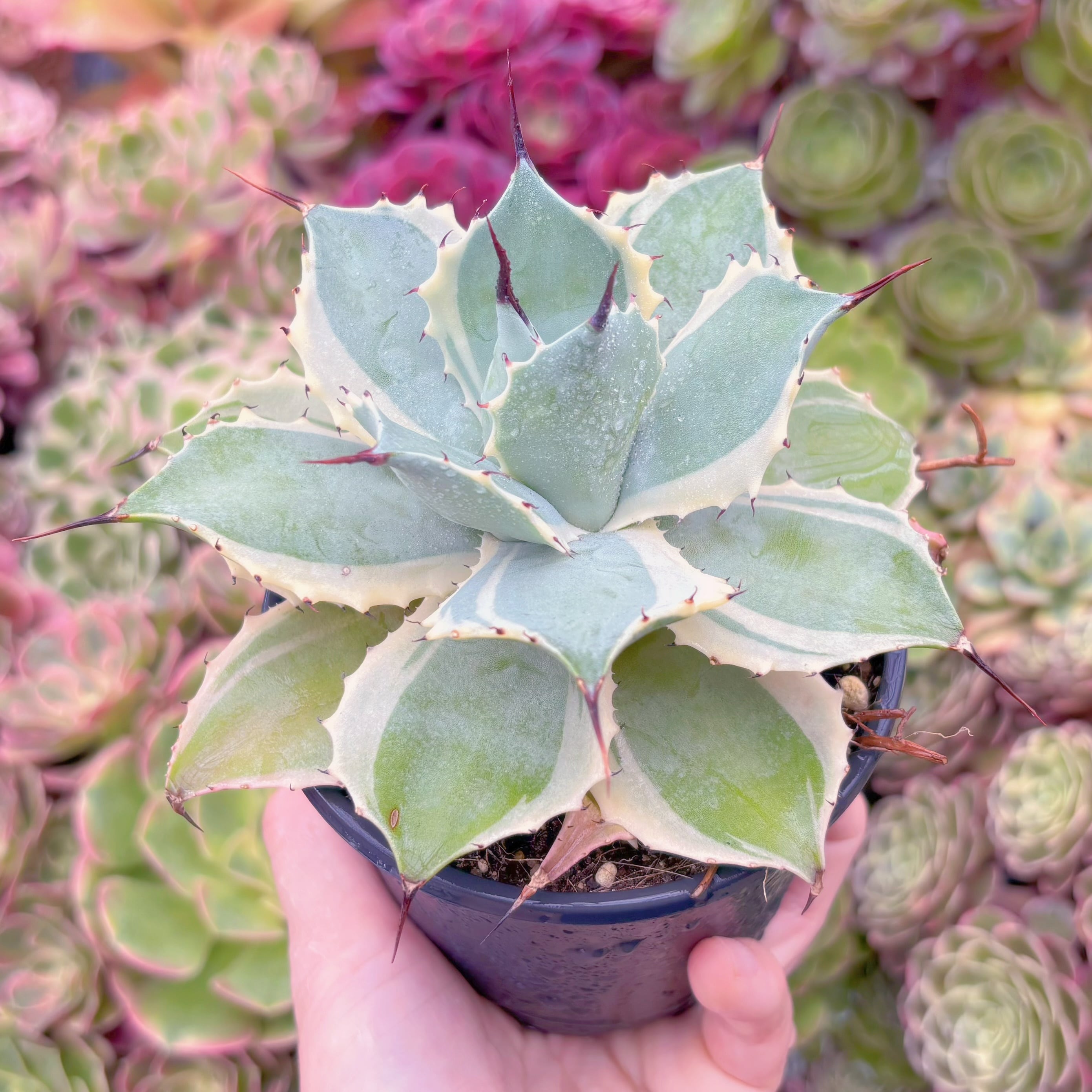 現品 アガベ オリザバ錦#K407 るる農園 | るる農園~多肉植物専門
