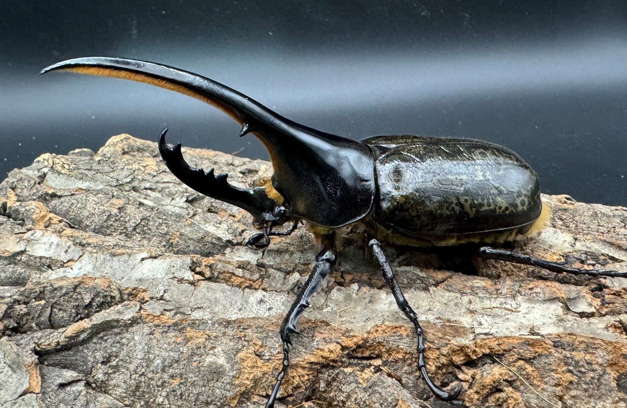 《ヘラクレス・ヘラクレス 126mm ペア》