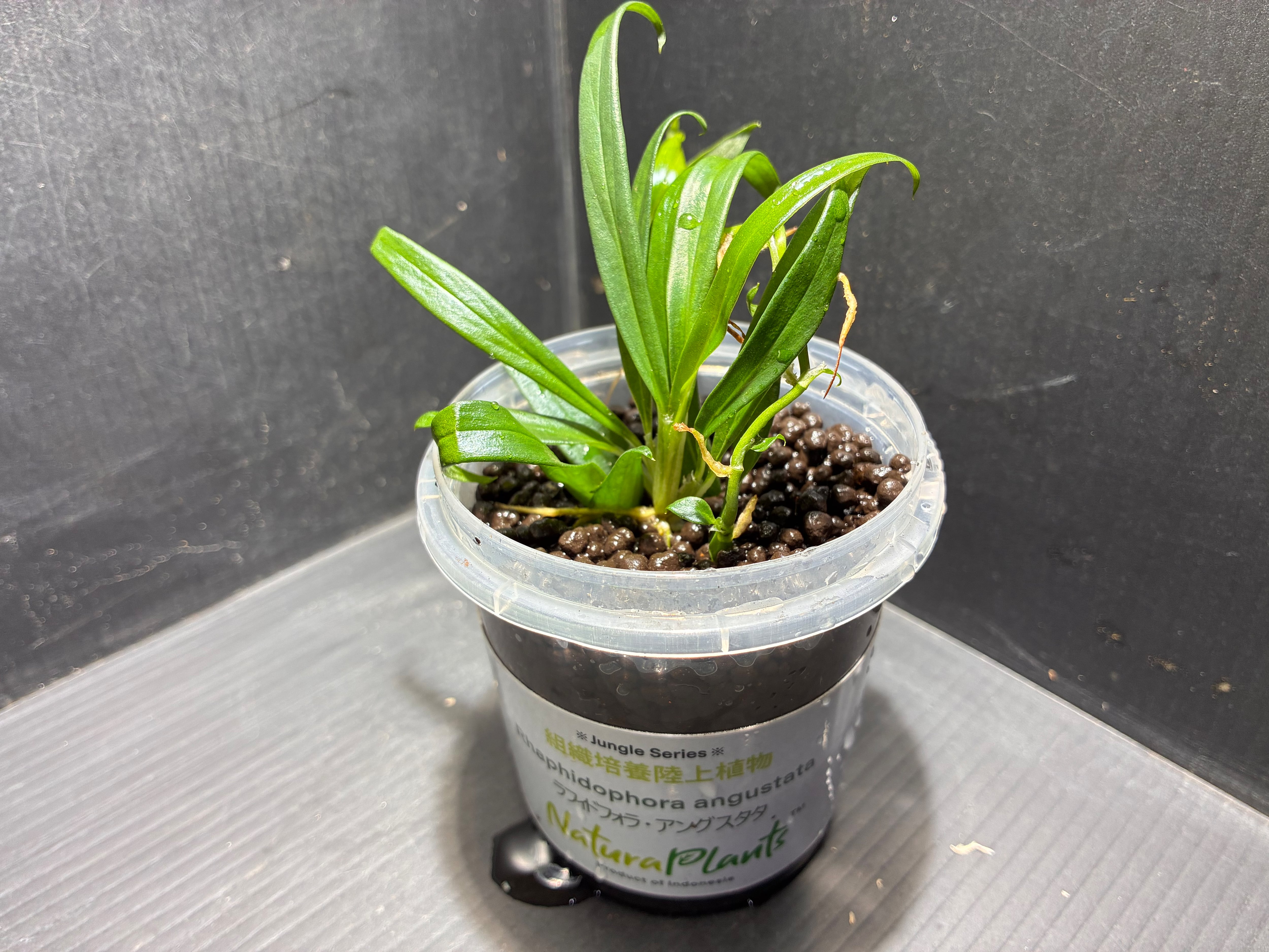 Bucephalandra sp.Kedagang Pink Variegata（ブセファランドラsp.クダ