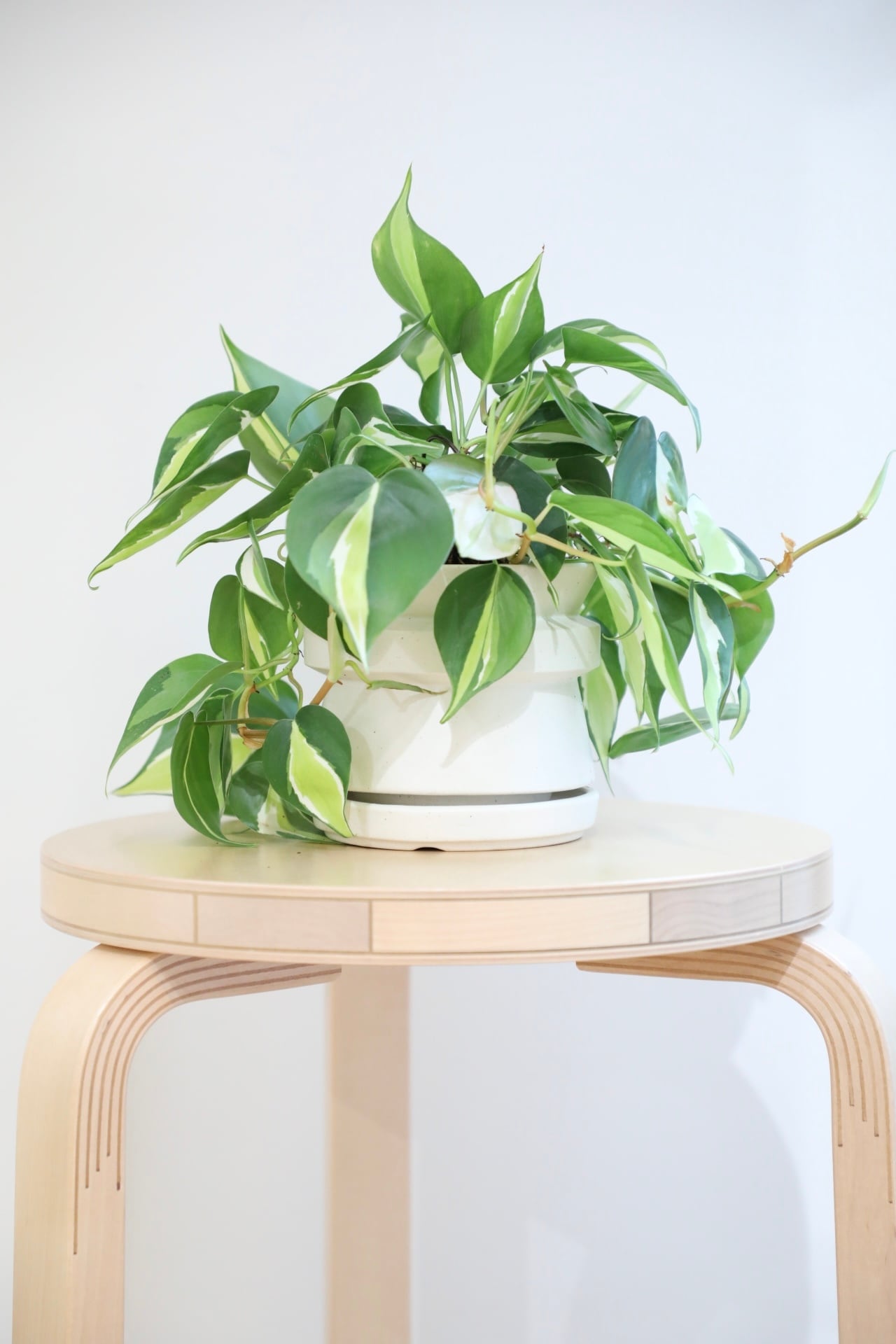 特大ヒドノフィツム・フォルミカルム 特大ヒドノフィツム・フォルミカルム ヒドノフィツム：フォルミカルム