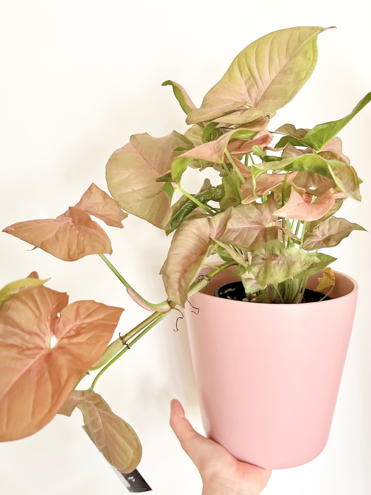 観葉植物 室内 シンゴニウム ネオン ロング ダスティピンク タグ付き Calmcafe