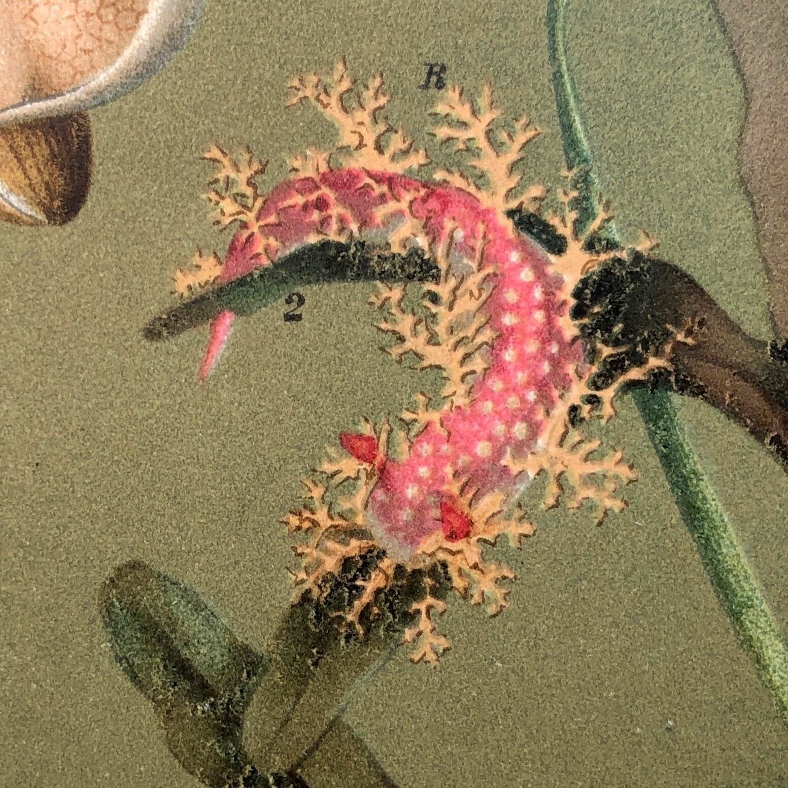 博物画「海洋生物」 | PAY ID