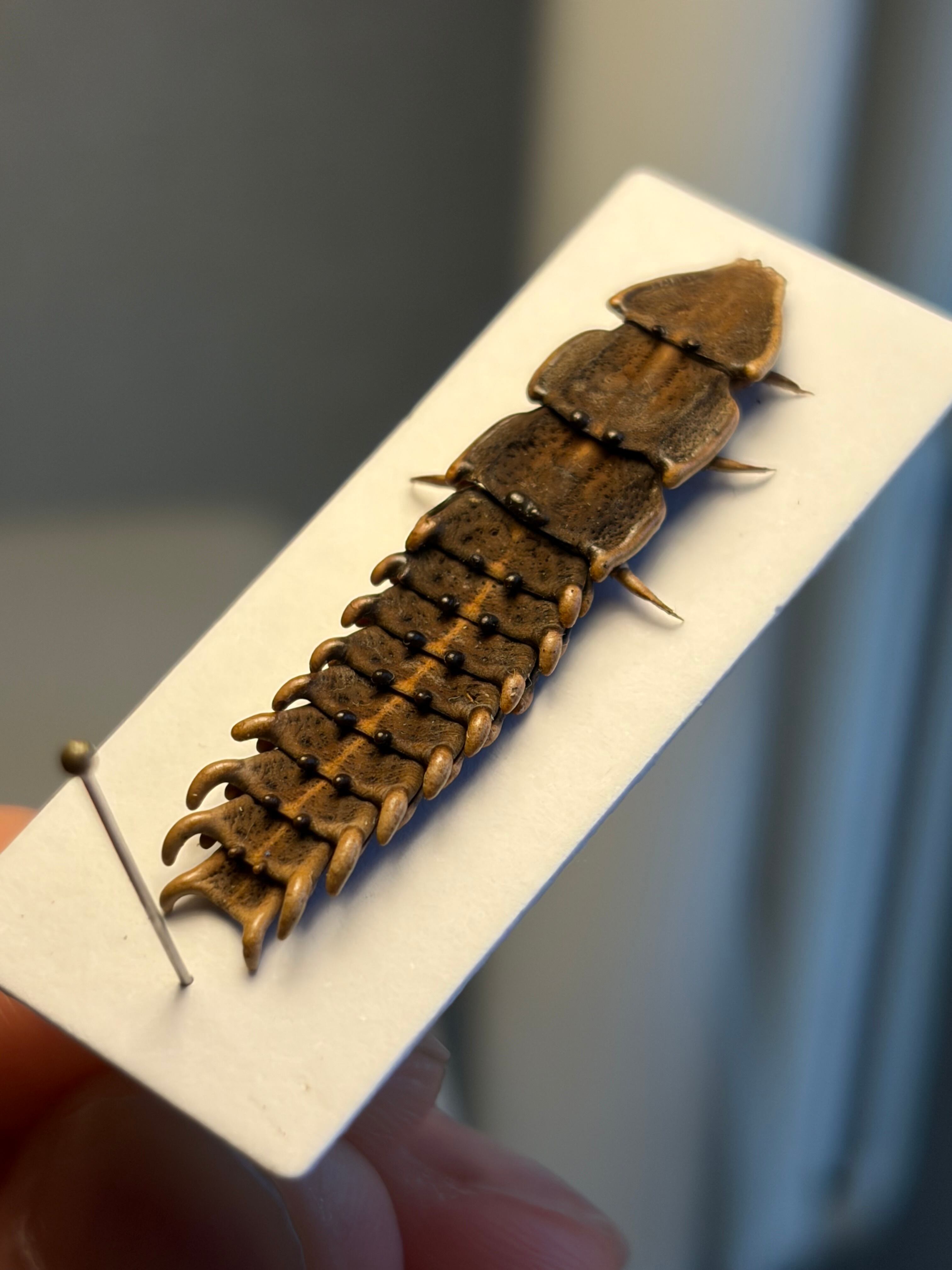 長細いサンヨウベニボタルの昆虫標本ホタル標本 蛍タランチュラムカデ