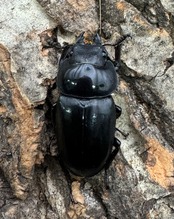 【WD】《フォルフィクラノコギリ（マルバネノコギリ） 69mm ペア》