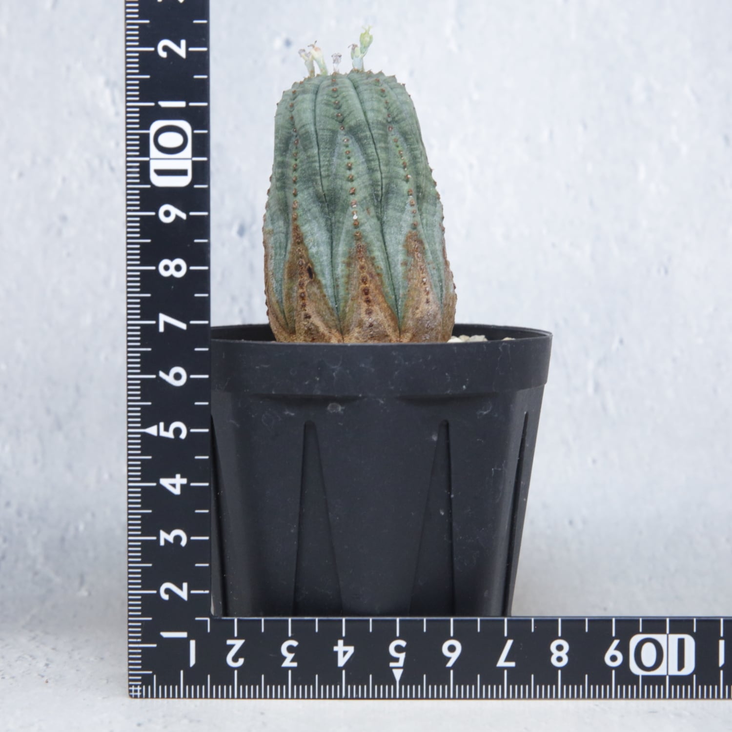 メス株 最大幅 約3.6cm 美模様 木質化 マイクロ オベサ / 良型