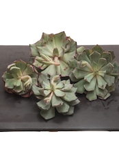 カット苗2 ストリクティフローラ ノバ Echeveria strictiflora Nova