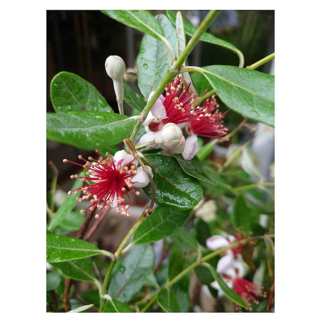 Feijoa sellowiana