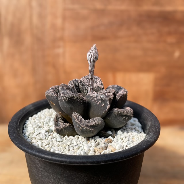 Haworthia 'Mordol'【ハオルチア・大型モルドール】