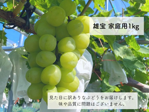 【ワケあり】家庭用極大粒ぶどう 雄宝 1.3kg(2~3房)