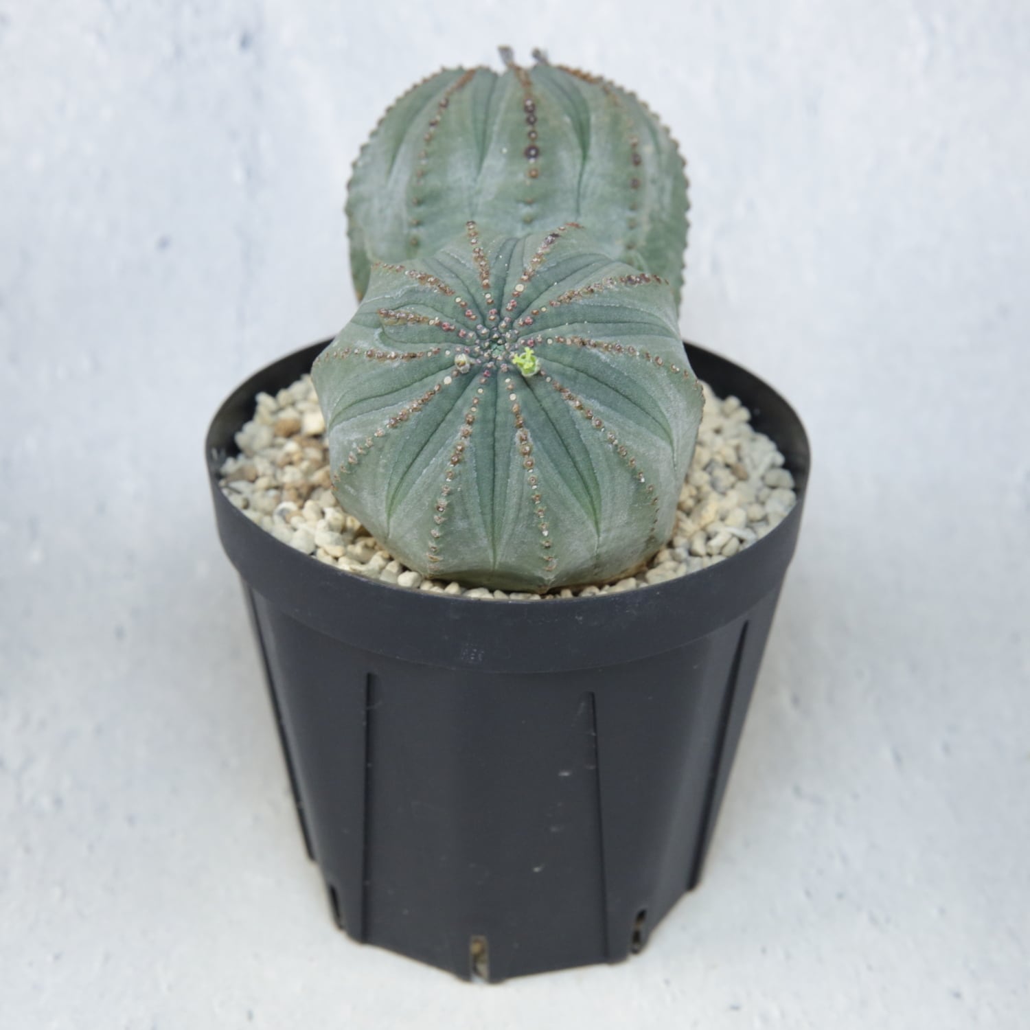 ユーフォルビア オベサ ダブルヘッド 2頭 メス株 H*様 ユーフォルビア オベサ ダブルヘッド 2頭 メス株│hiai.co.jp