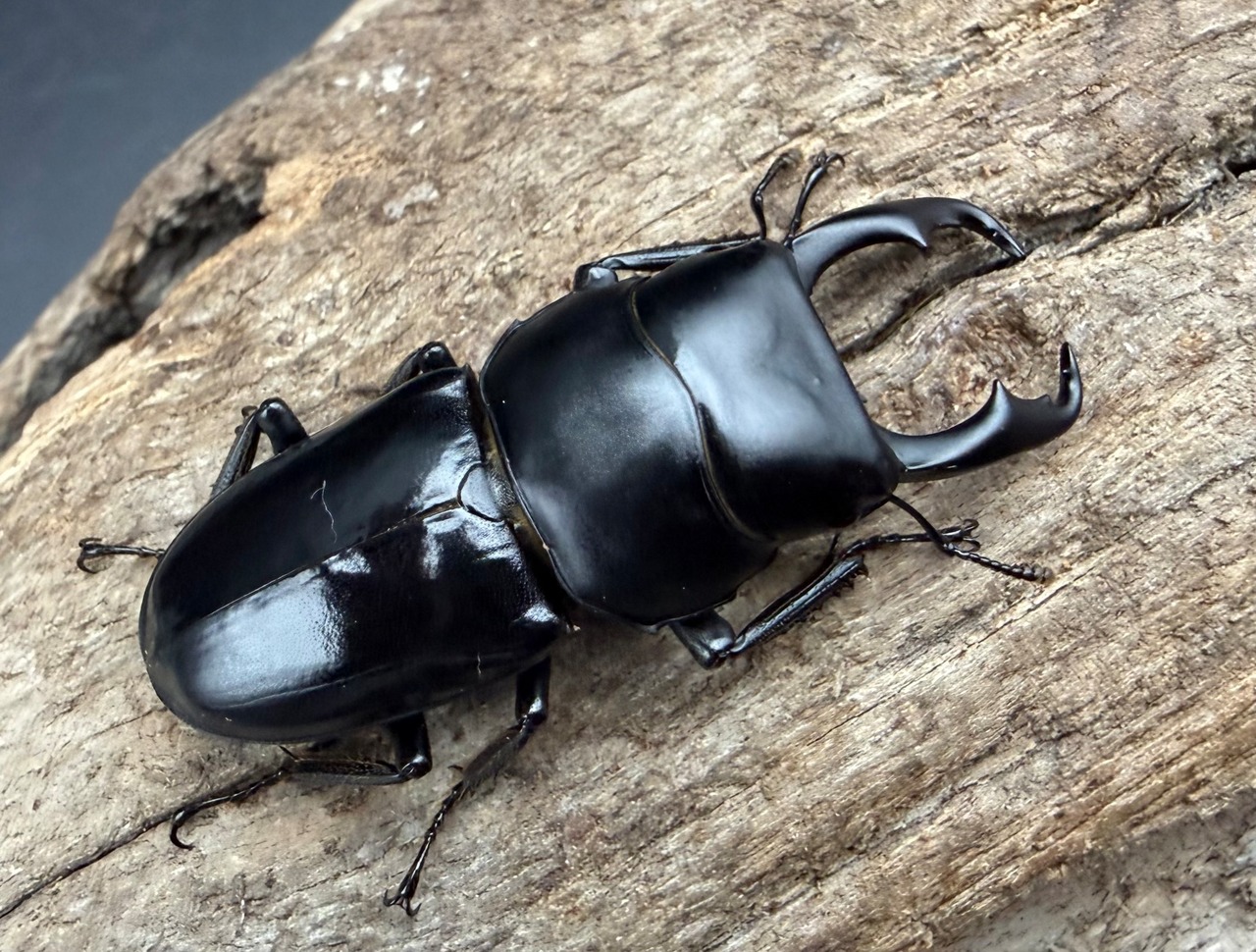 【WD】《ゴンシャンスジクワガタ（ドルクスゴンシャナス） 36mm ペア》