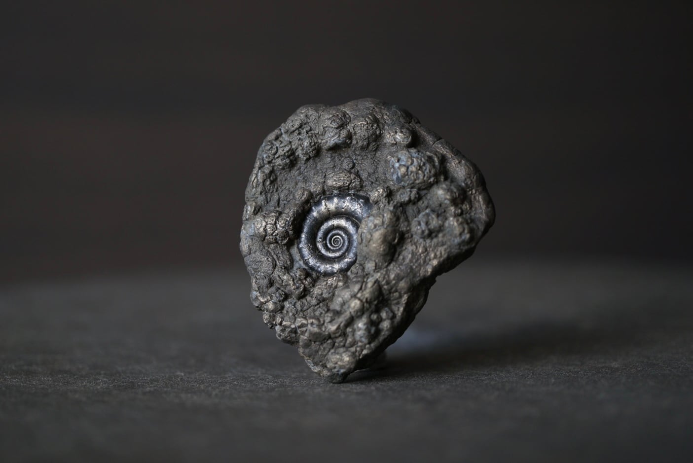イギリス産黄鉄鉱化アンモナイト Pyritized Ammonite 1896 | 叙景 jokei