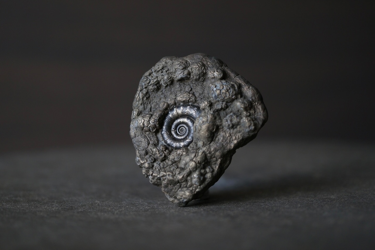 イギリス産黄鉄鉱化アンモナイト  Pyritized Ammonite 1896