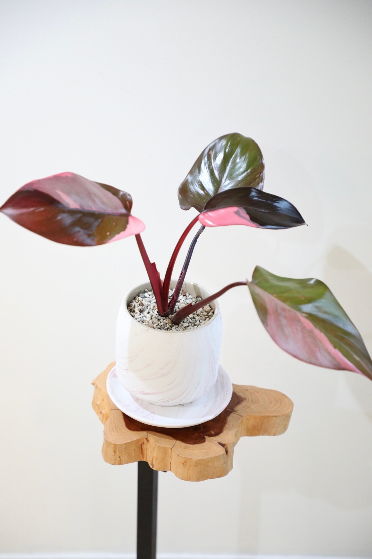 【M】フィロデンドロン ピンクプリンセス/Philodendron Pink Princess ※陶器鉢付き