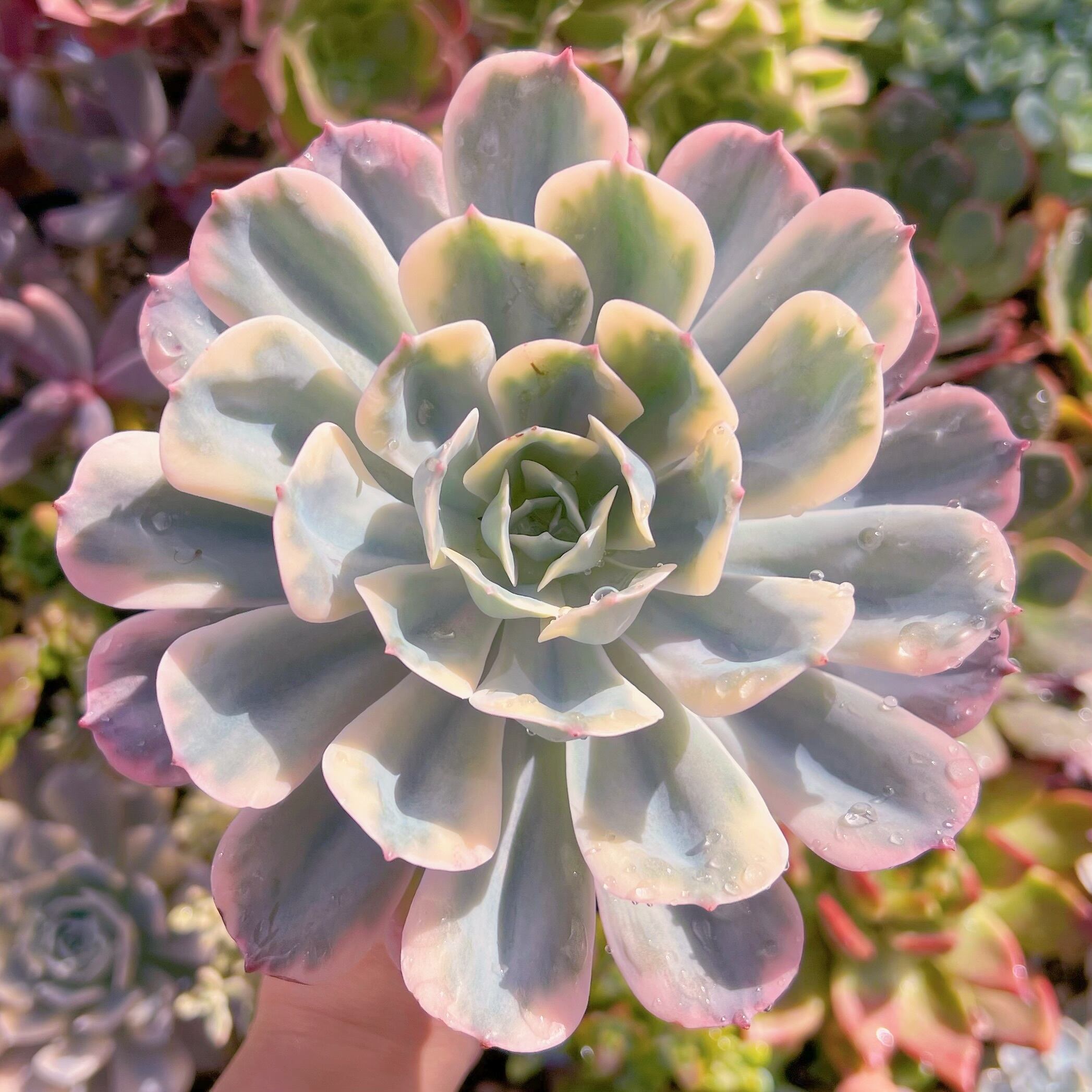 現物　七福神錦#674　新入荷