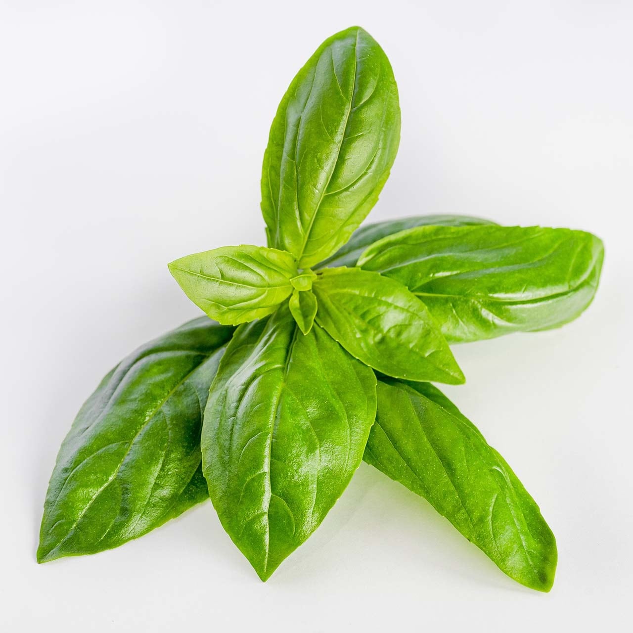 スイートバジルどっさり500g 岡山県津山産【水耕栽培・産地直送