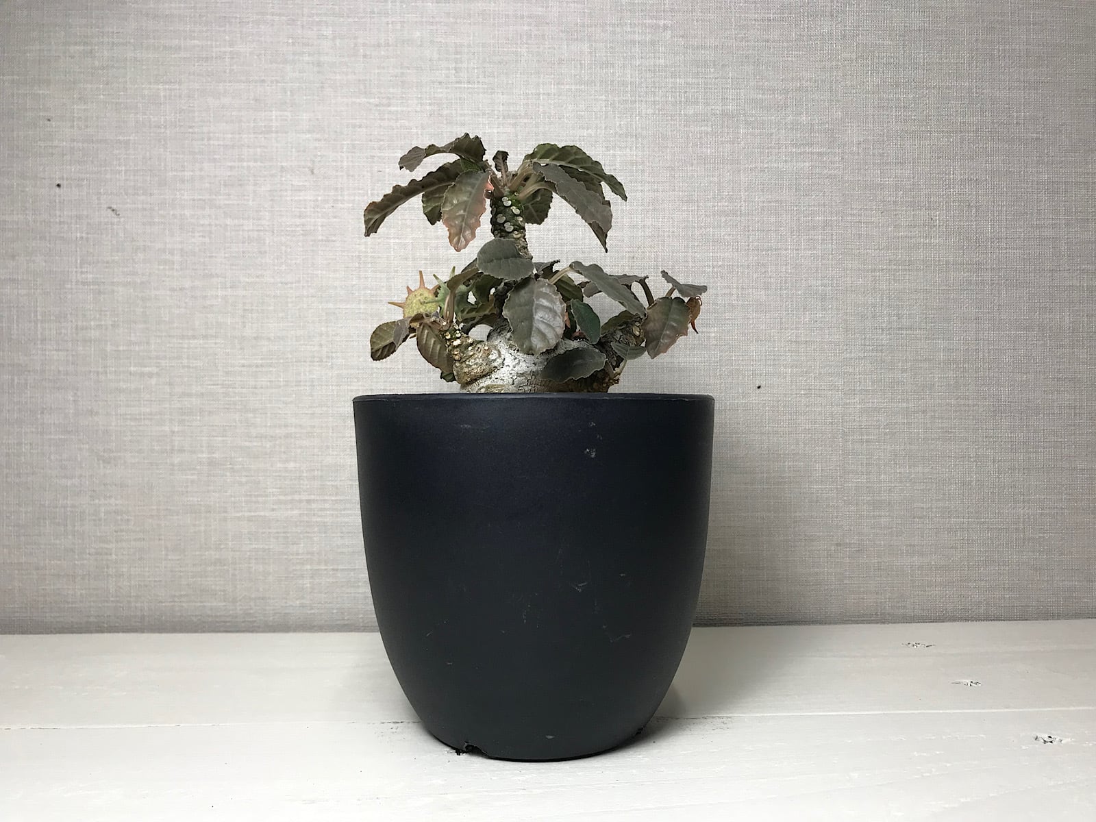 ドルステニア ラブラニー Ｘ  ホルウッディ