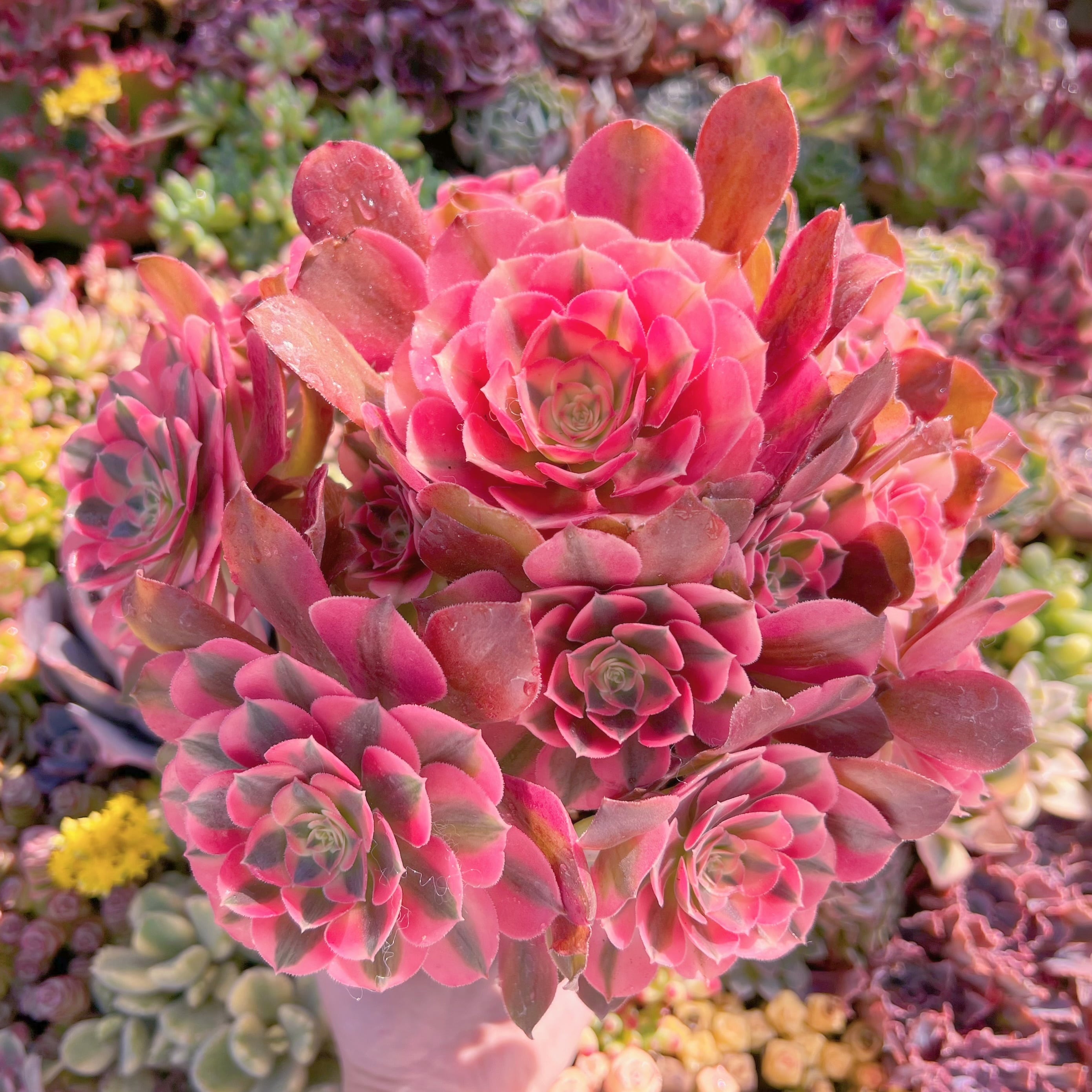 現品　香妃#M281　特大群生　るる農園