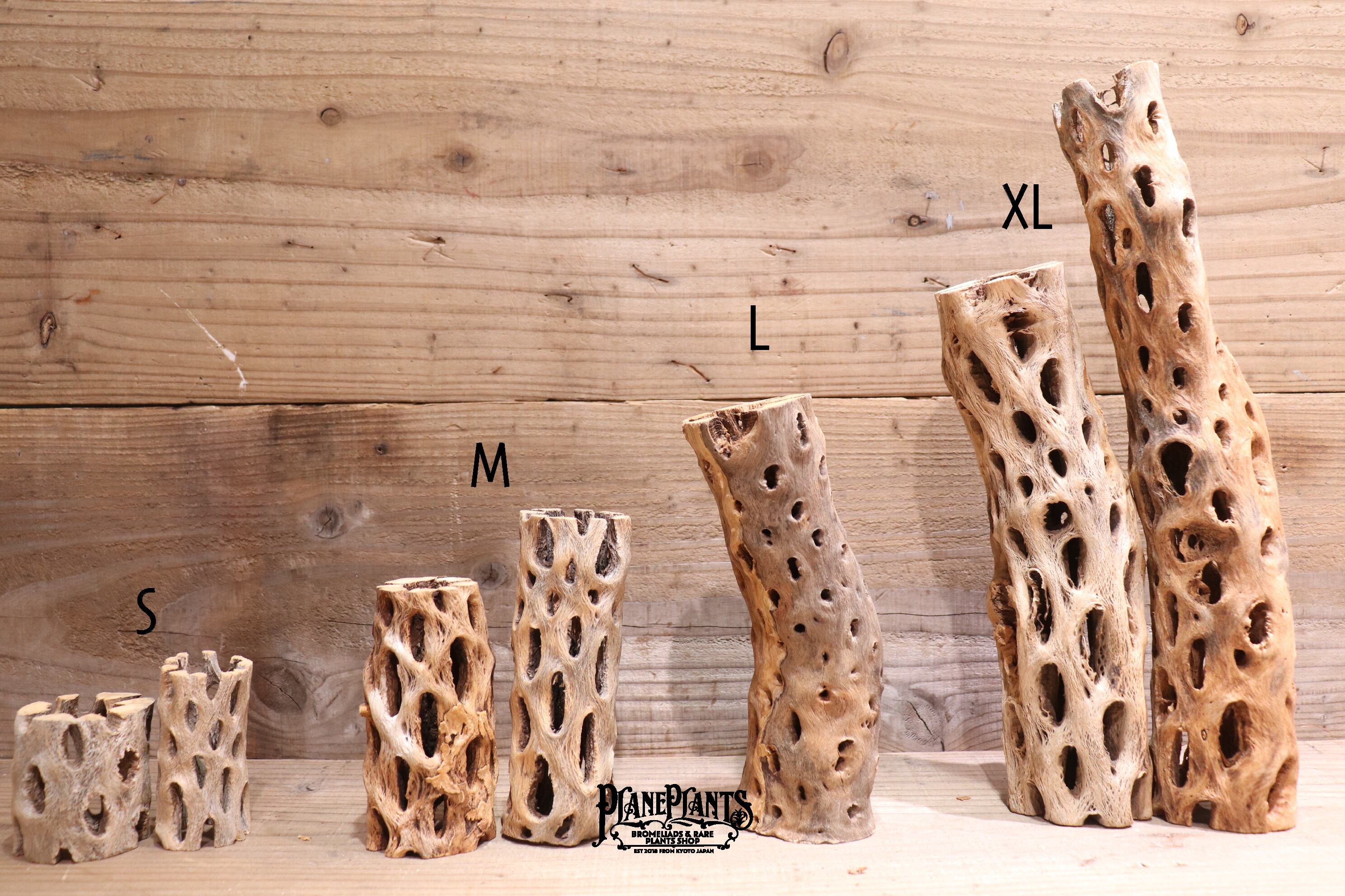 送料無料】カクタス スケルトン S (8-10cm) [S181-230] | plane plants