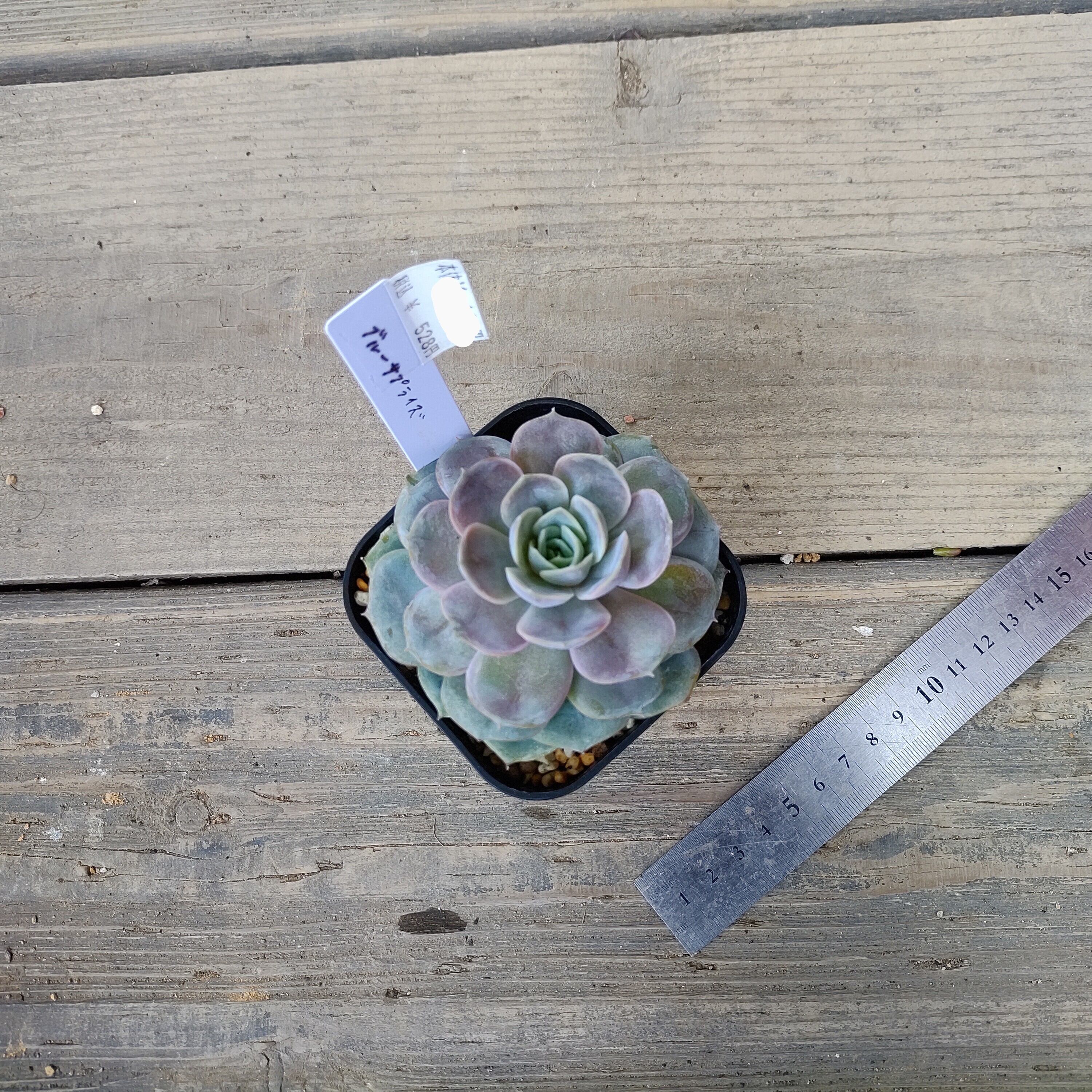 ブルーサプライズ | RuPo 多肉植物専門店