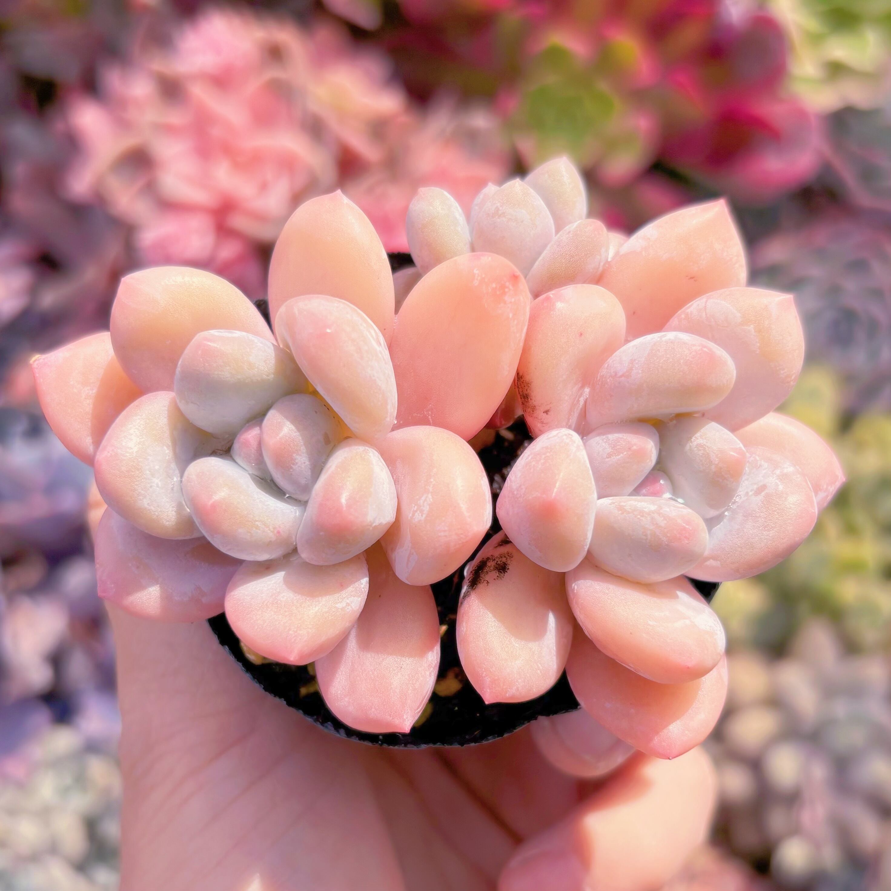 現品　ベビースイート#656　群生　新入荷　るる農園