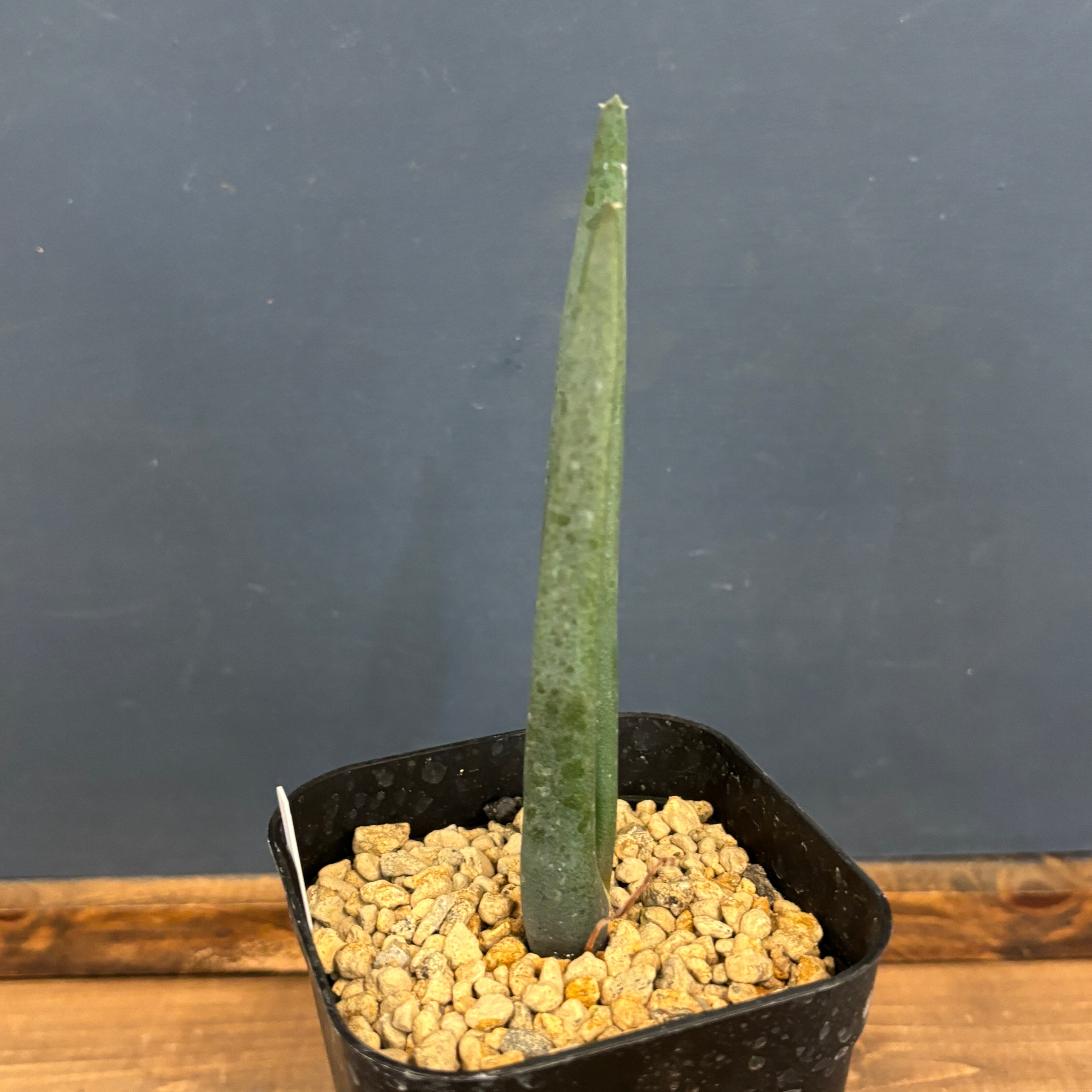 アロエ スザンナエ【223】 | PROTOLEAF プロトリーフ