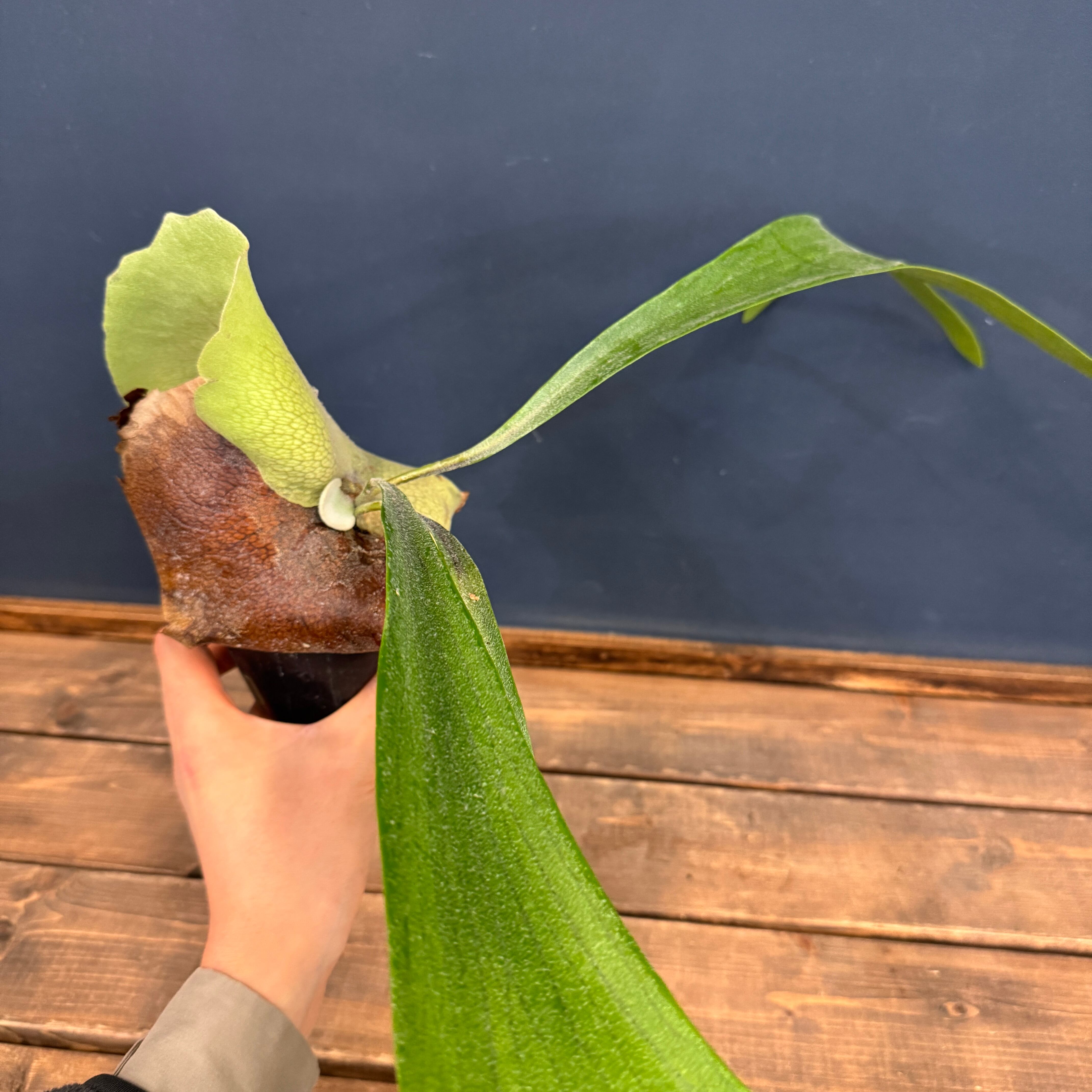 ビカクシダ alcicorne【45】 | PROTOLEAF プロトリーフ