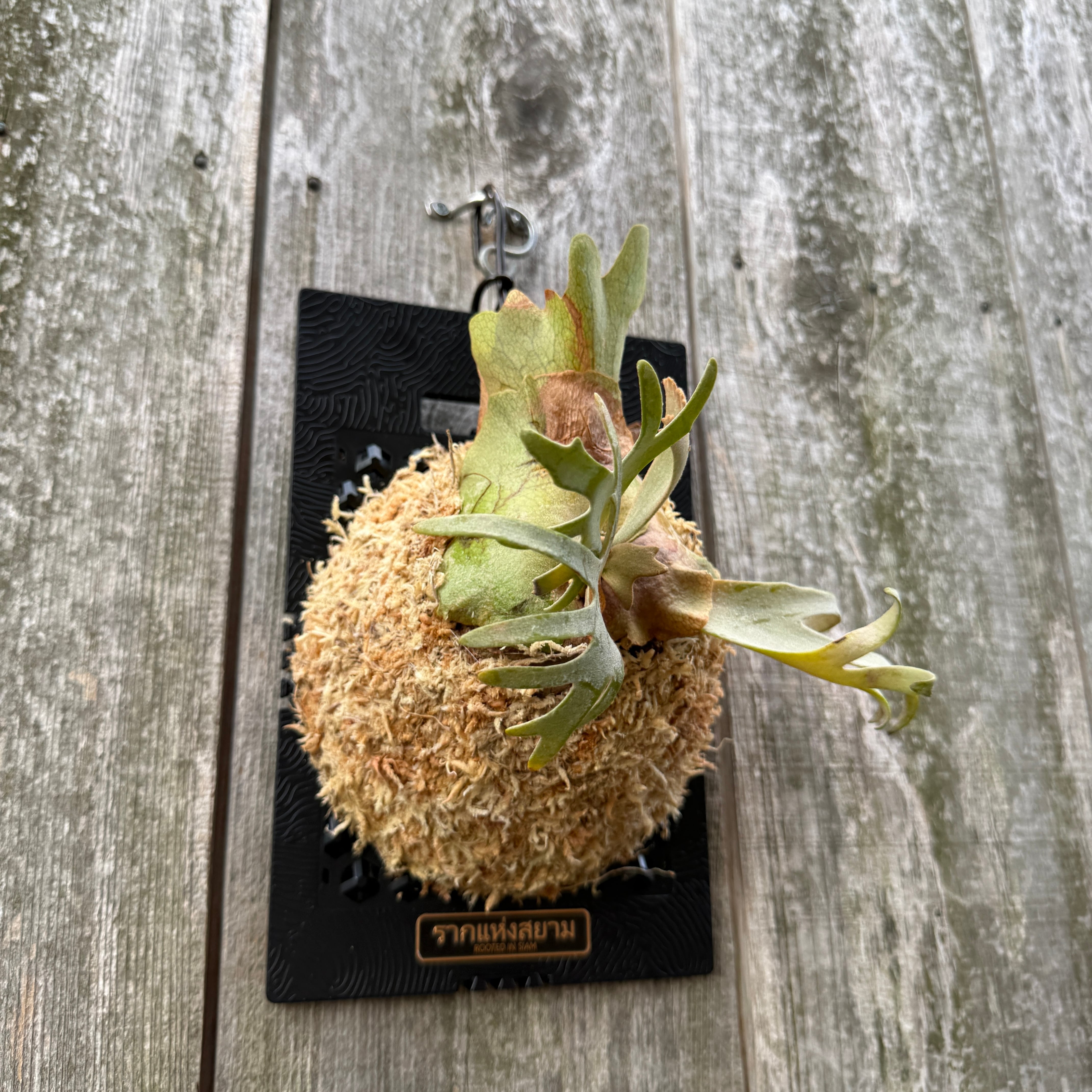 P.willinckii Yellow moon dwarf (from晴花鹿苑) | naturefix