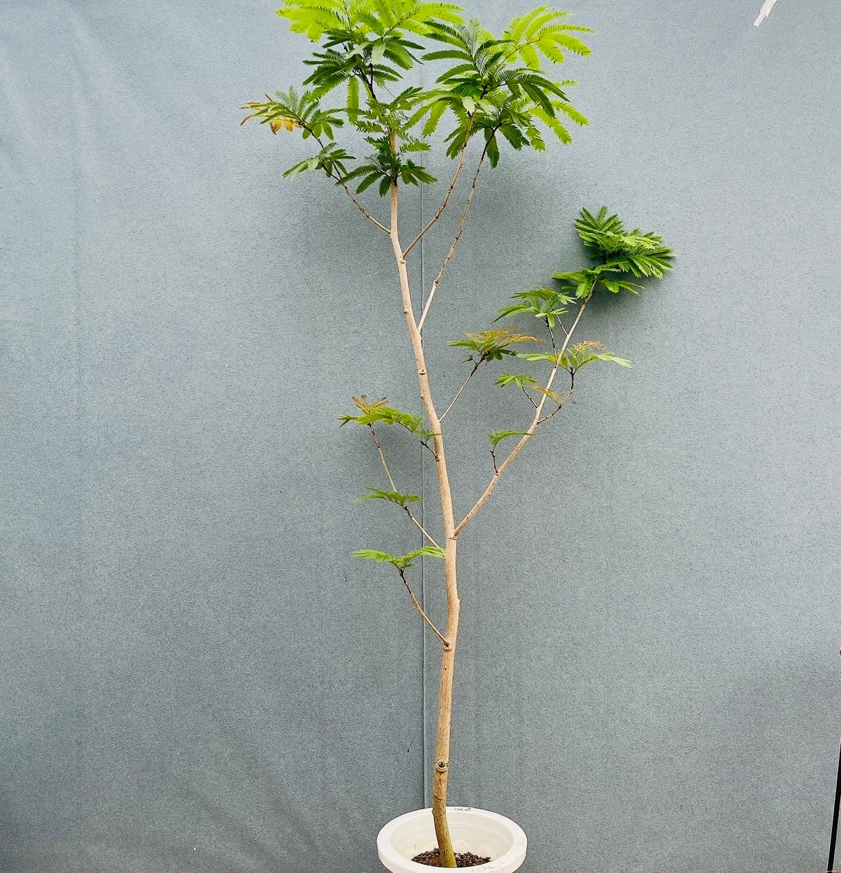 現品］82番 フィカス リラータ バンビーノ 曲がり 8号 観葉植物 室内