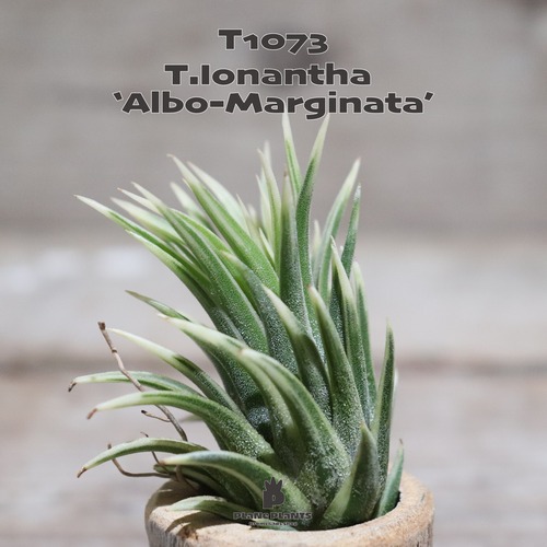 【送料無料】ionantha 'Albo-Marginata'〔エアプランツ〕現品発送T1073