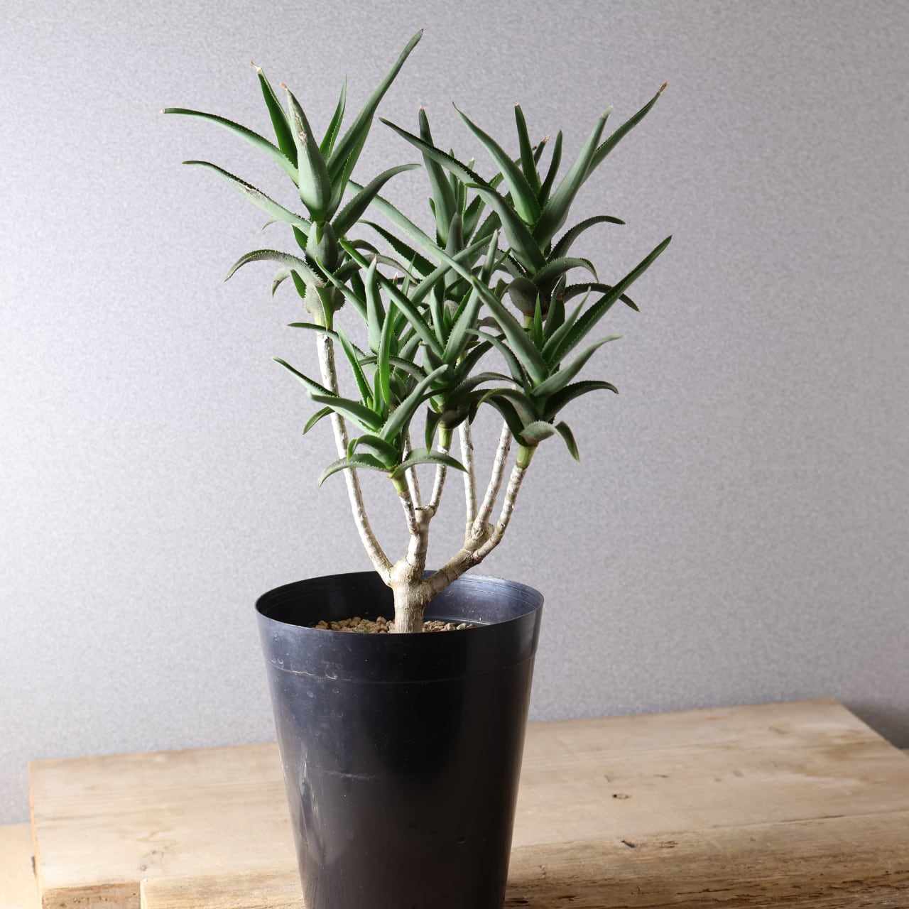 377 小さくても存在感『アロエ デラエティ』観葉植物 【送料無料