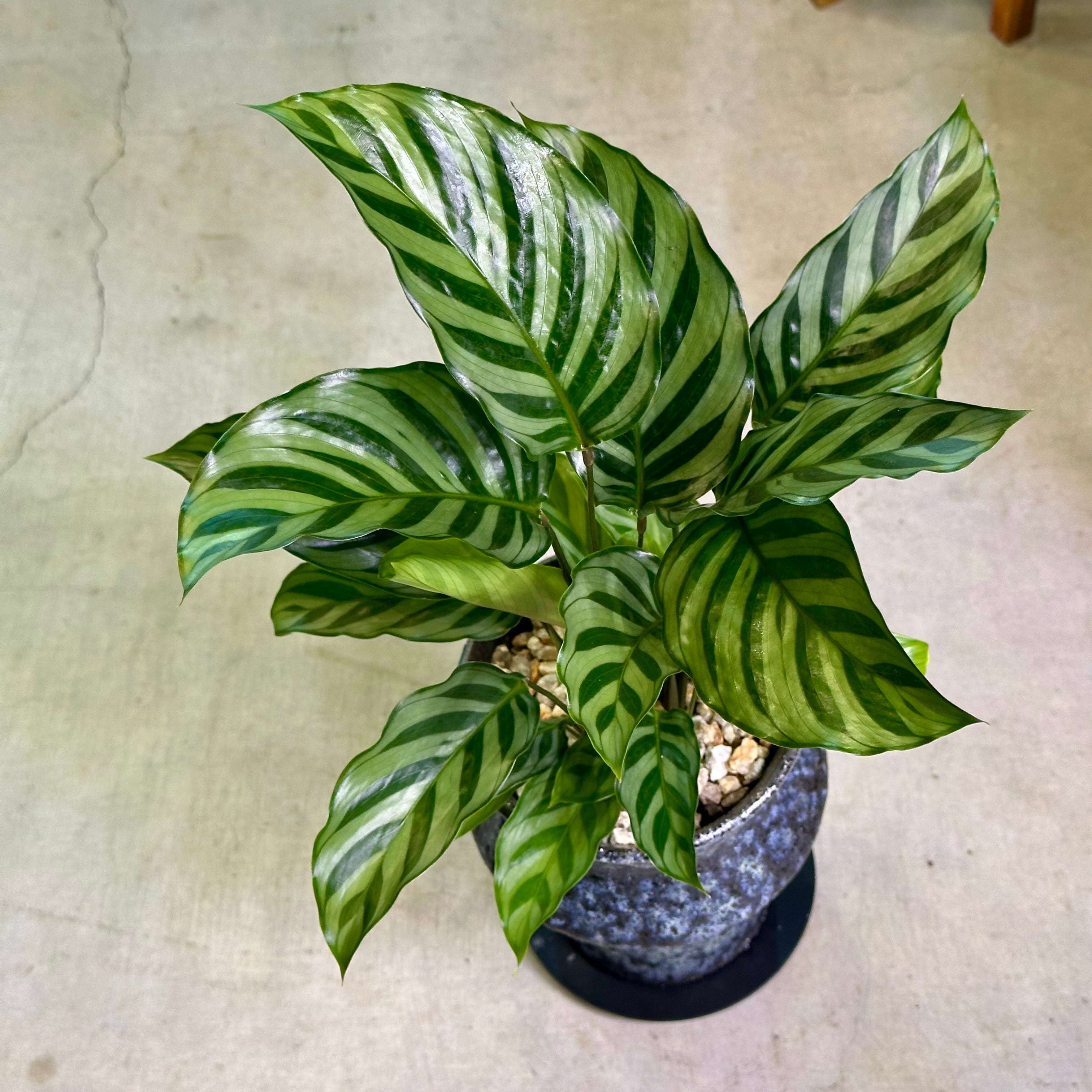 カラテア・フレディ | barrelplants_BONSAI