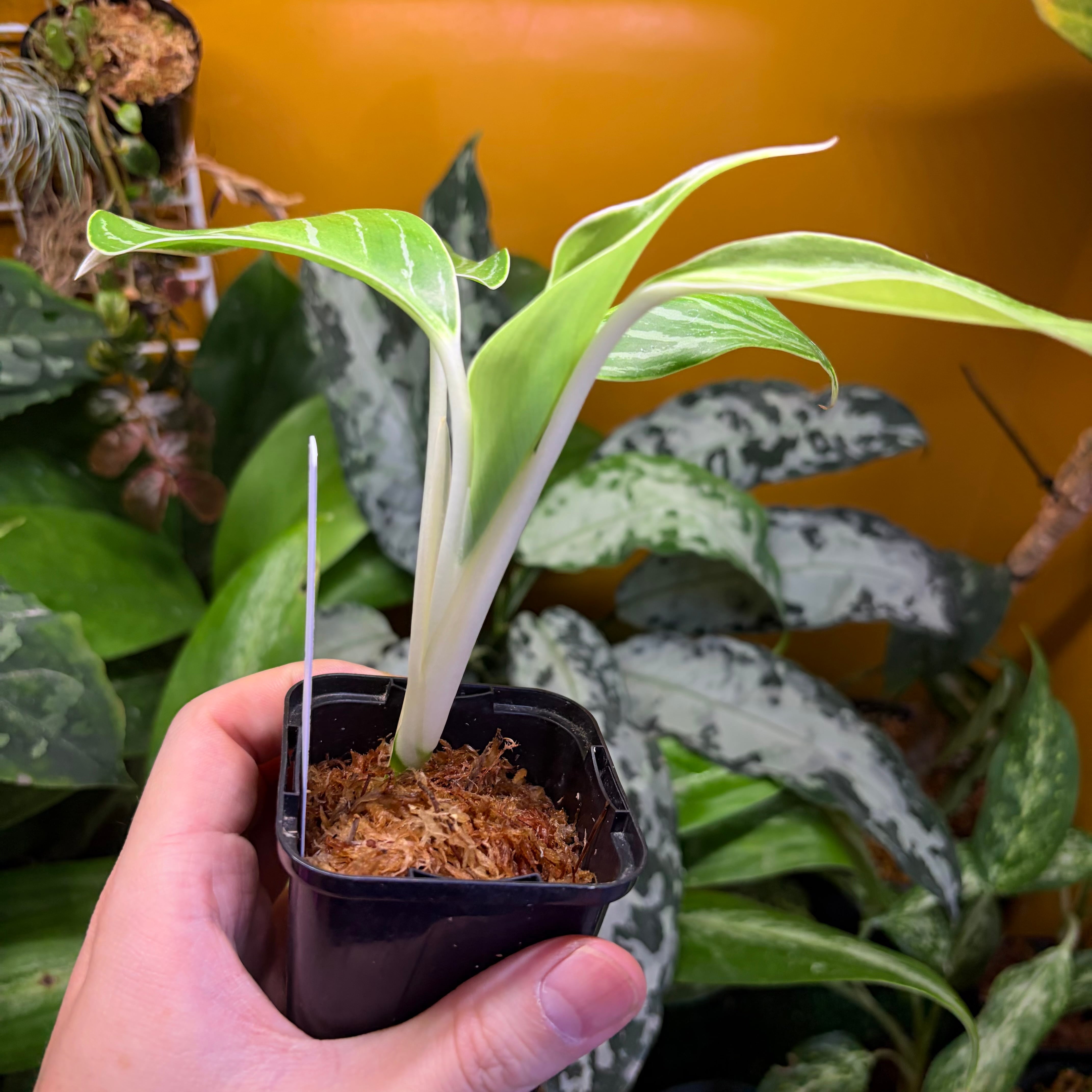 Aglaonema nitidum 'White Stem' Phatthalung 【ZOE0626-03t