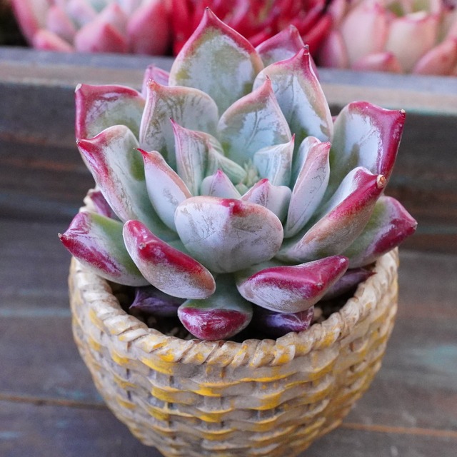 ※新品種※【ペガサス】美苗　エケベリア　韓国多肉