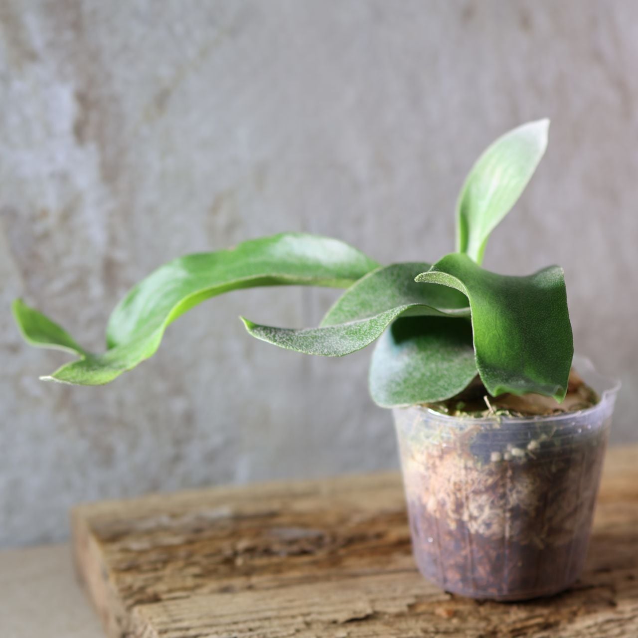 227『ビカクシダ ヒリー Platy. hillii × sib』＿観葉植物【送料無料