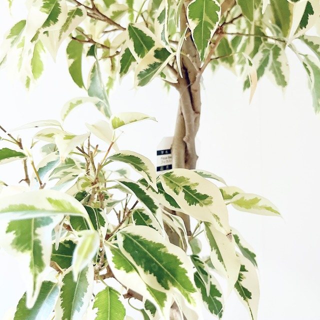 《希少》フィカス ベンジャミン スターライト ビュティークイーン ねじり 2玉造り 観葉植物 calm cafe