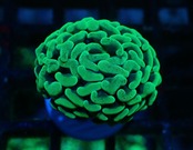 ParaAncora Merble 2