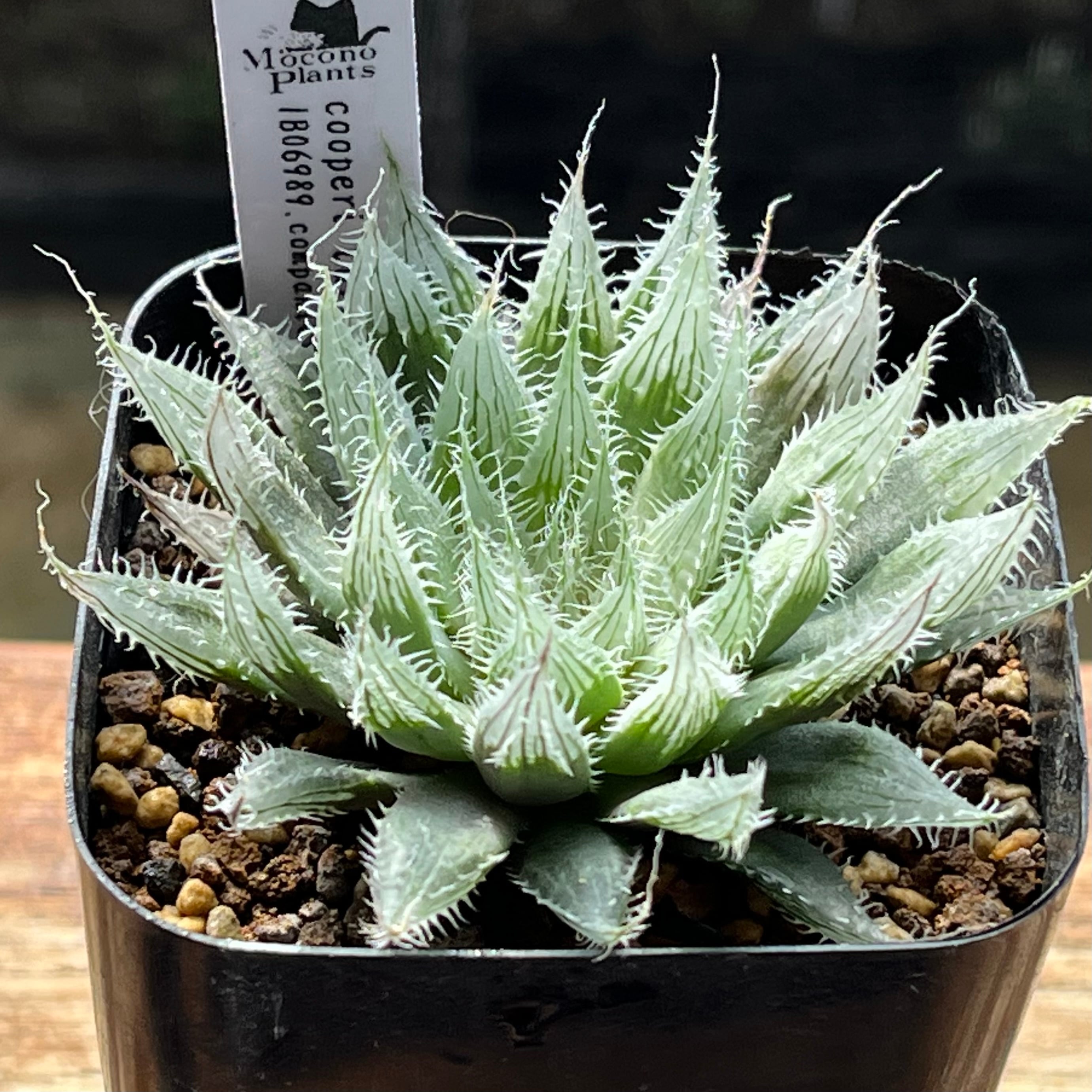 ハオルチア オブツーサ錦 竜珠 糊斑 | mocono_plants