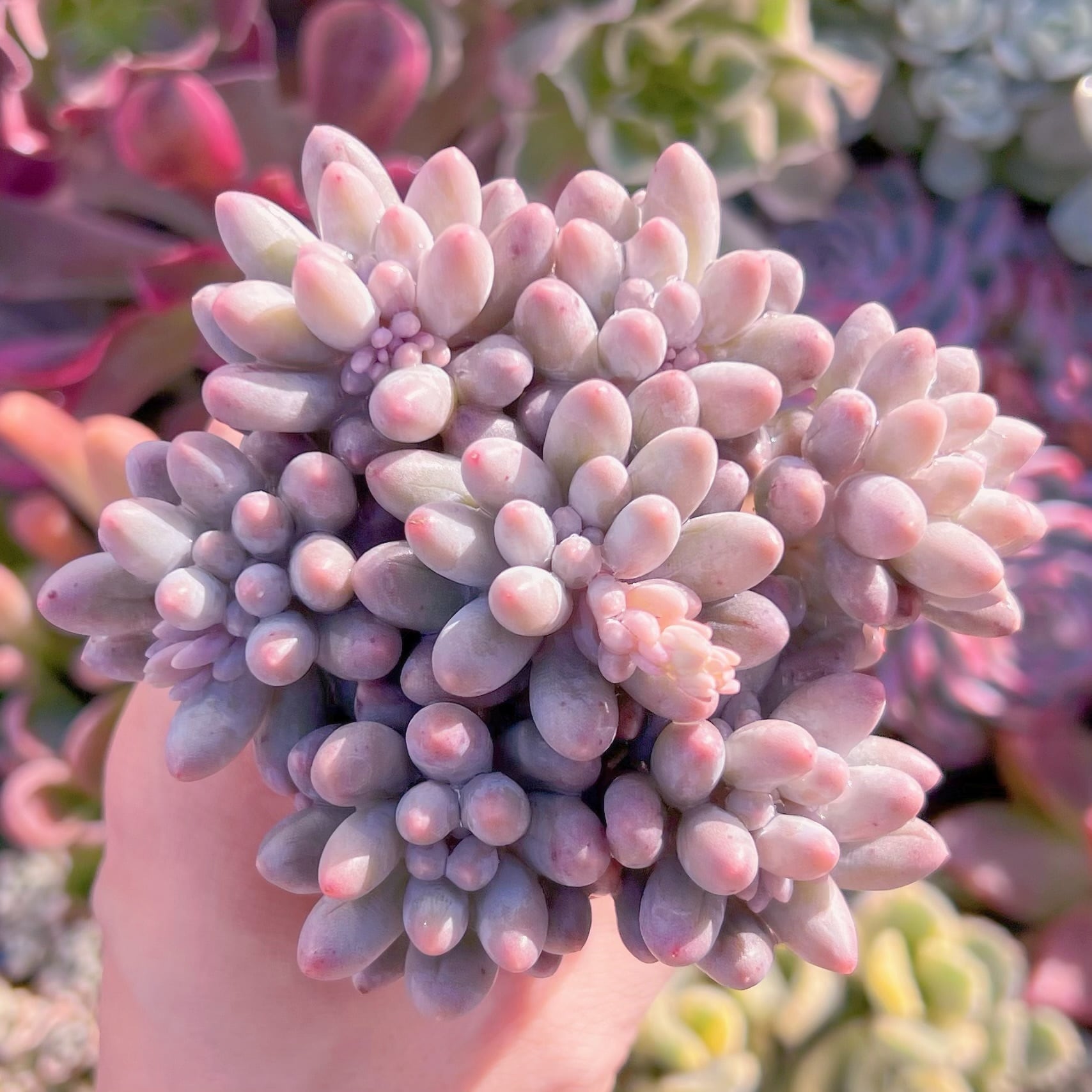 現品　ベビーフィンガー#607     7頭　るる農園