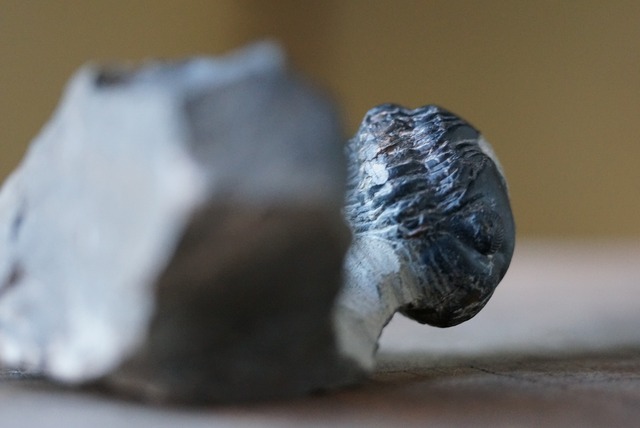 三葉虫化石　Trilobite Fossil Phacops sp.